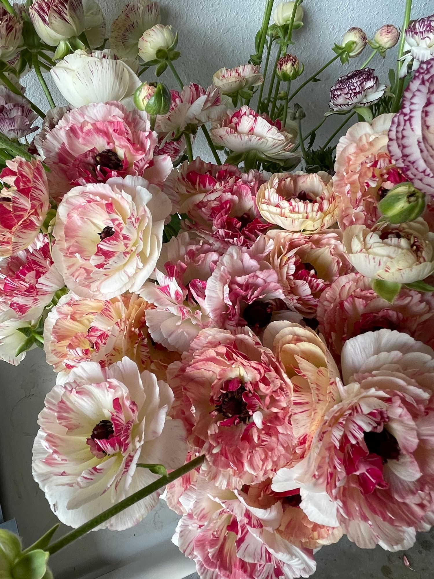 RANUNCULUS Brushmark Cesar