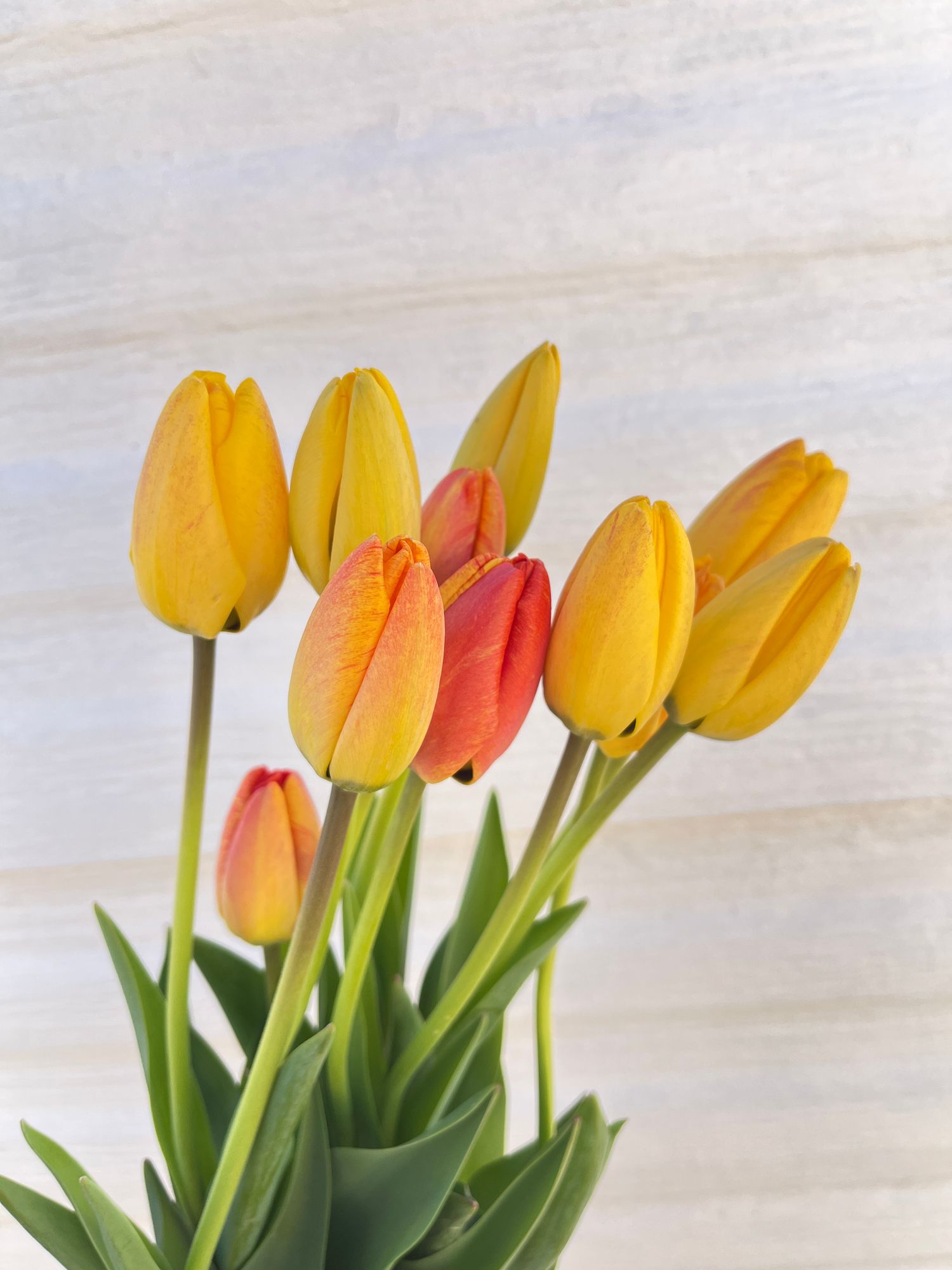 TULIPA Apeldoorn