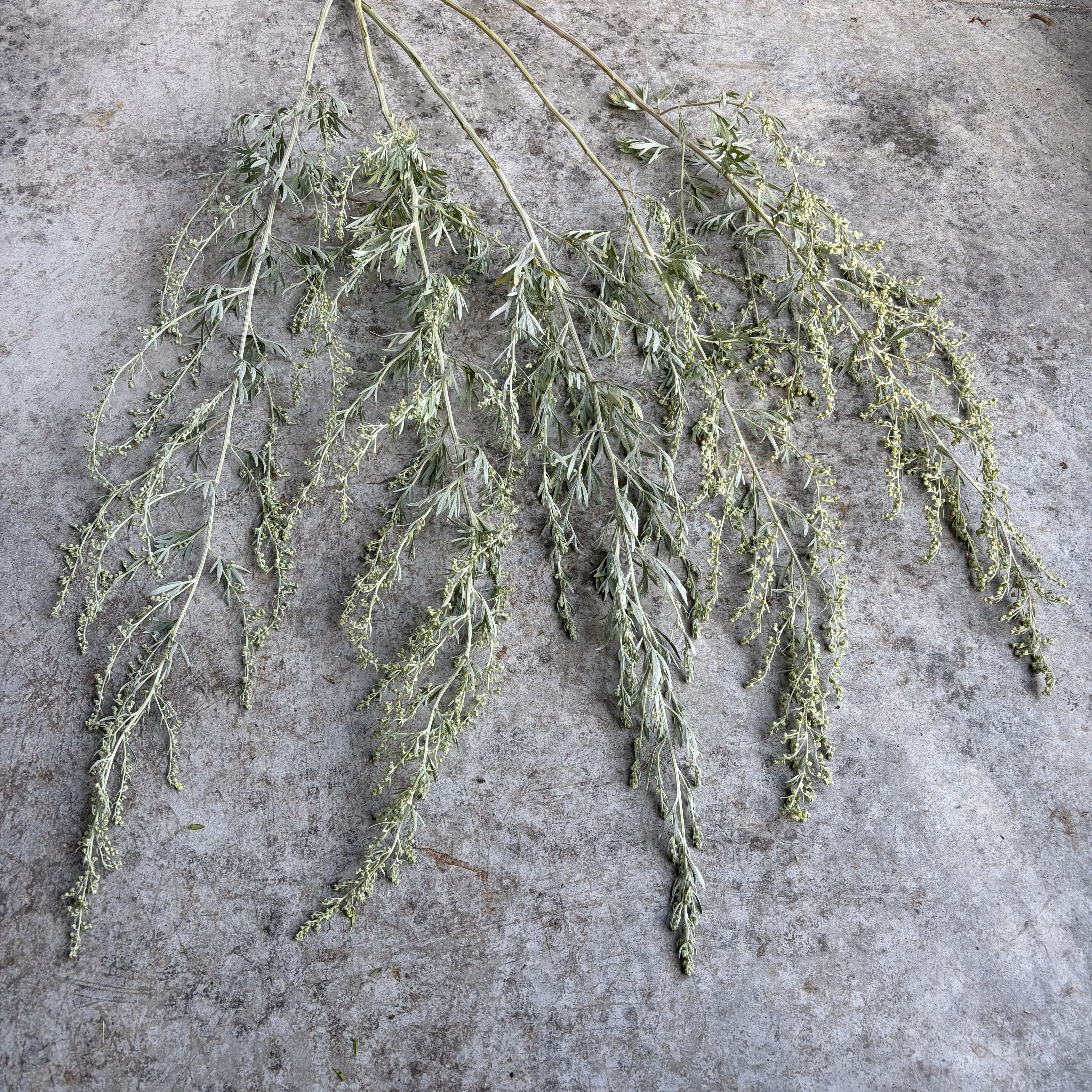 ARTEMISIA ludoviciana Valerie Finnis