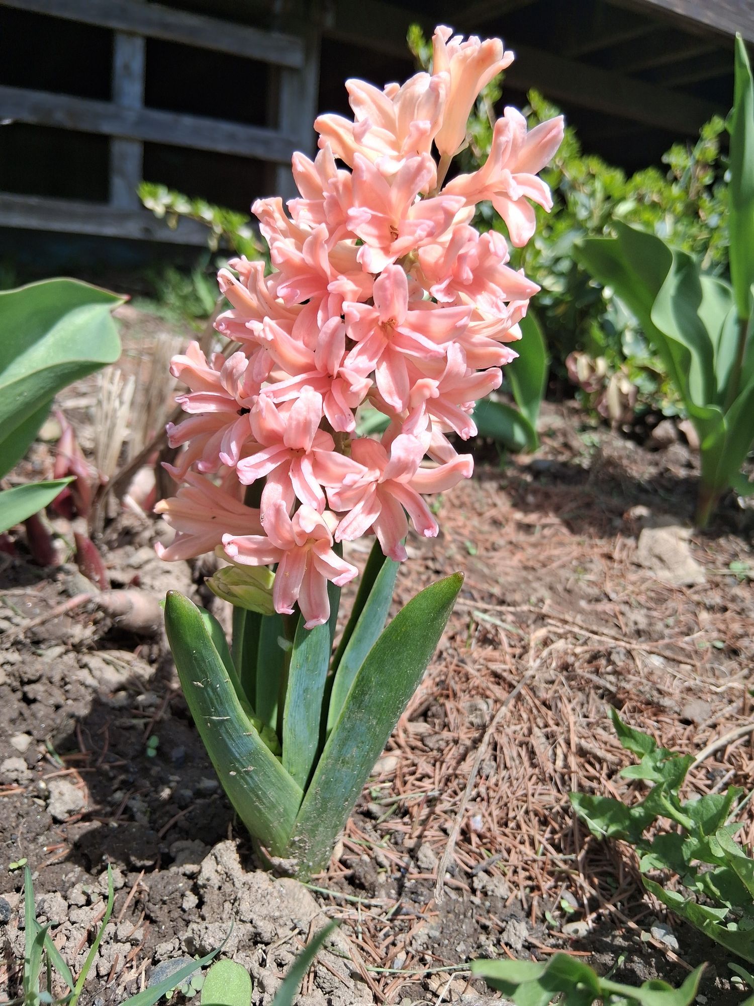 HYACINTHUS orientalis Gipsy Queen