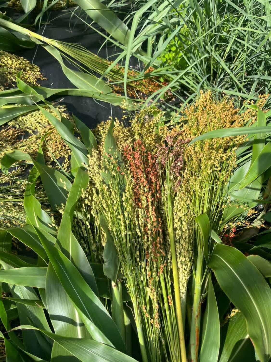 SORGHUM vulgare