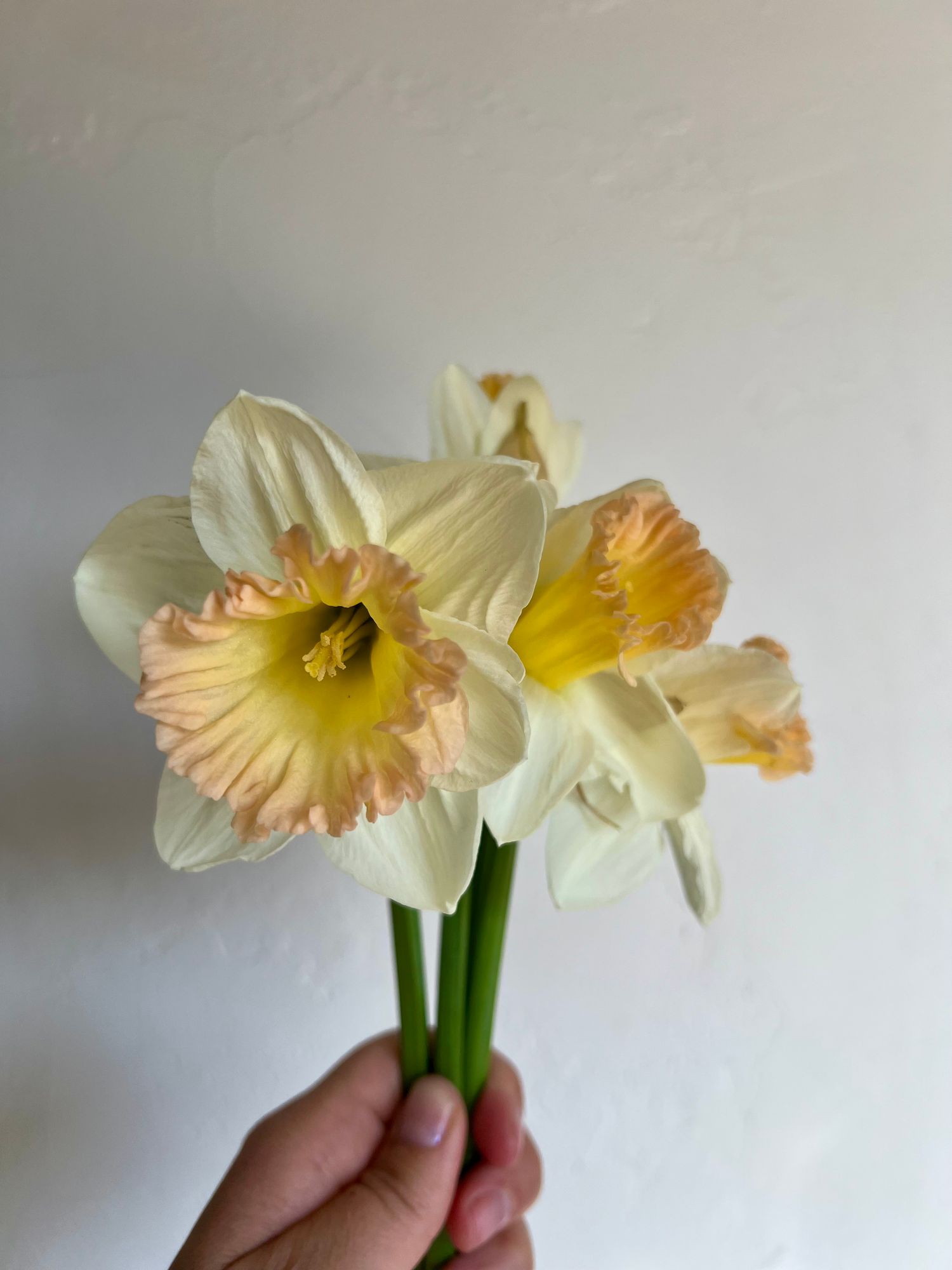 NARCISSUS British Gamble