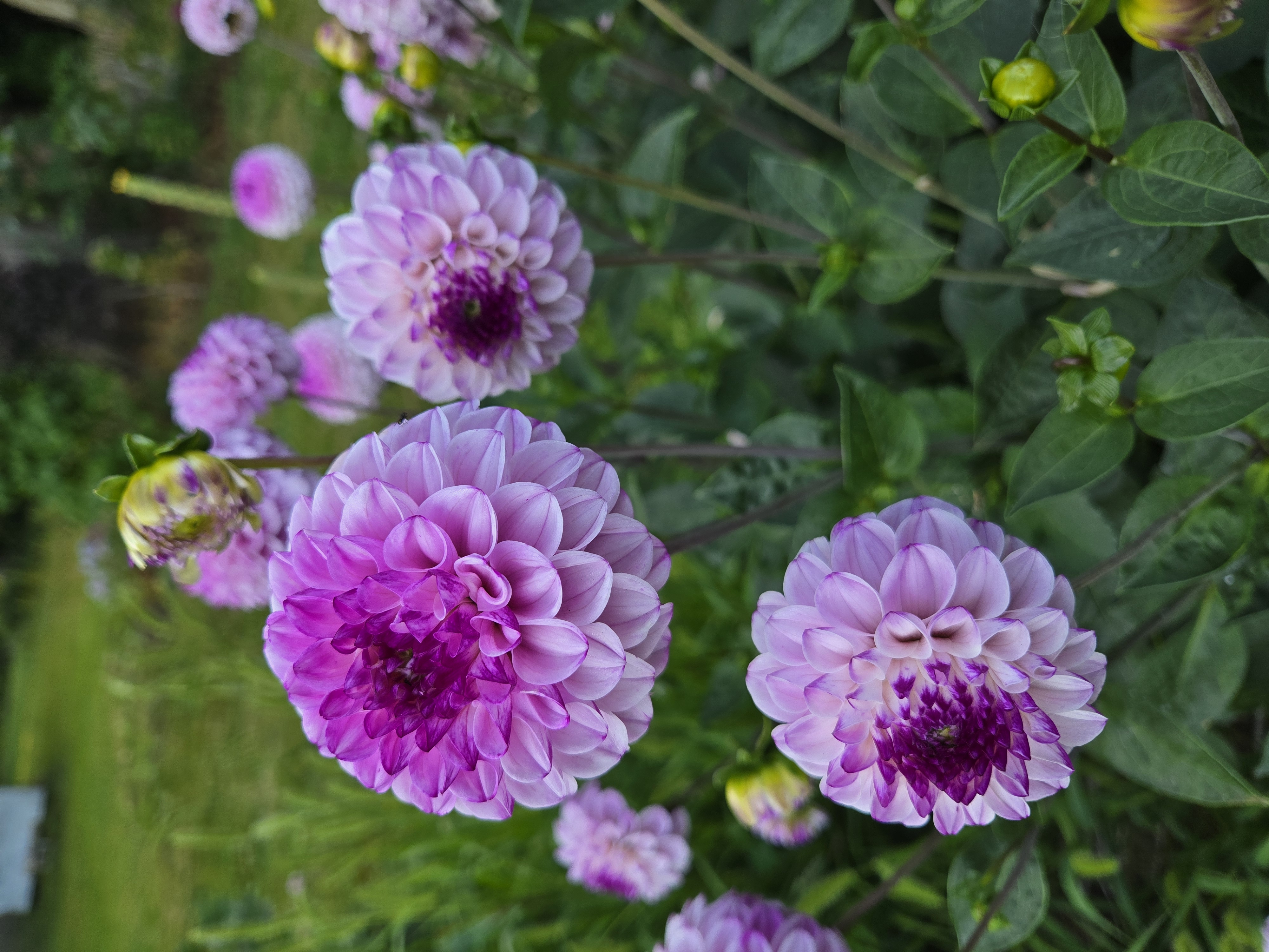 DAHLIA Genova