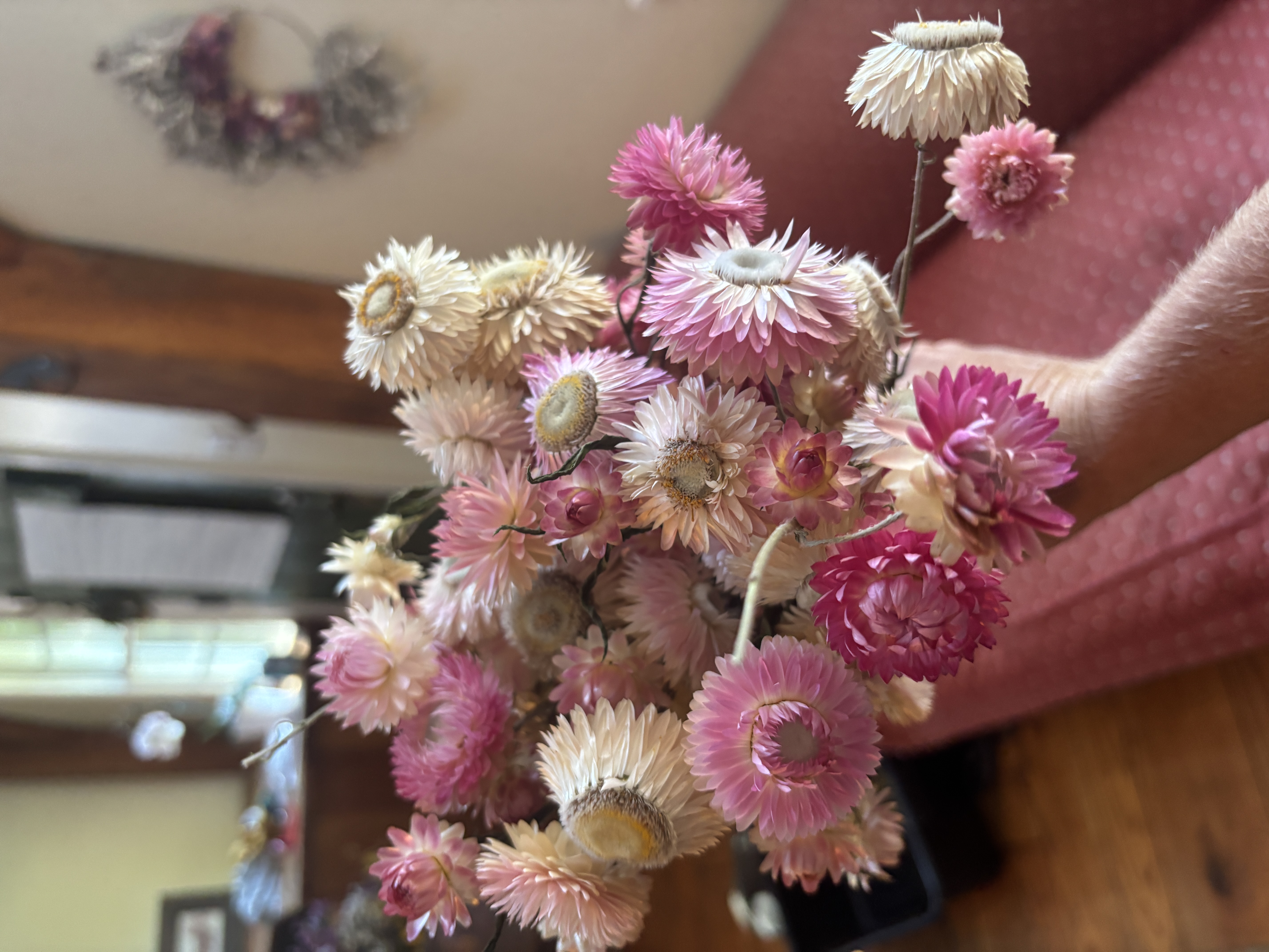 XEROCHRYSUM bracteatum Silvery Rose