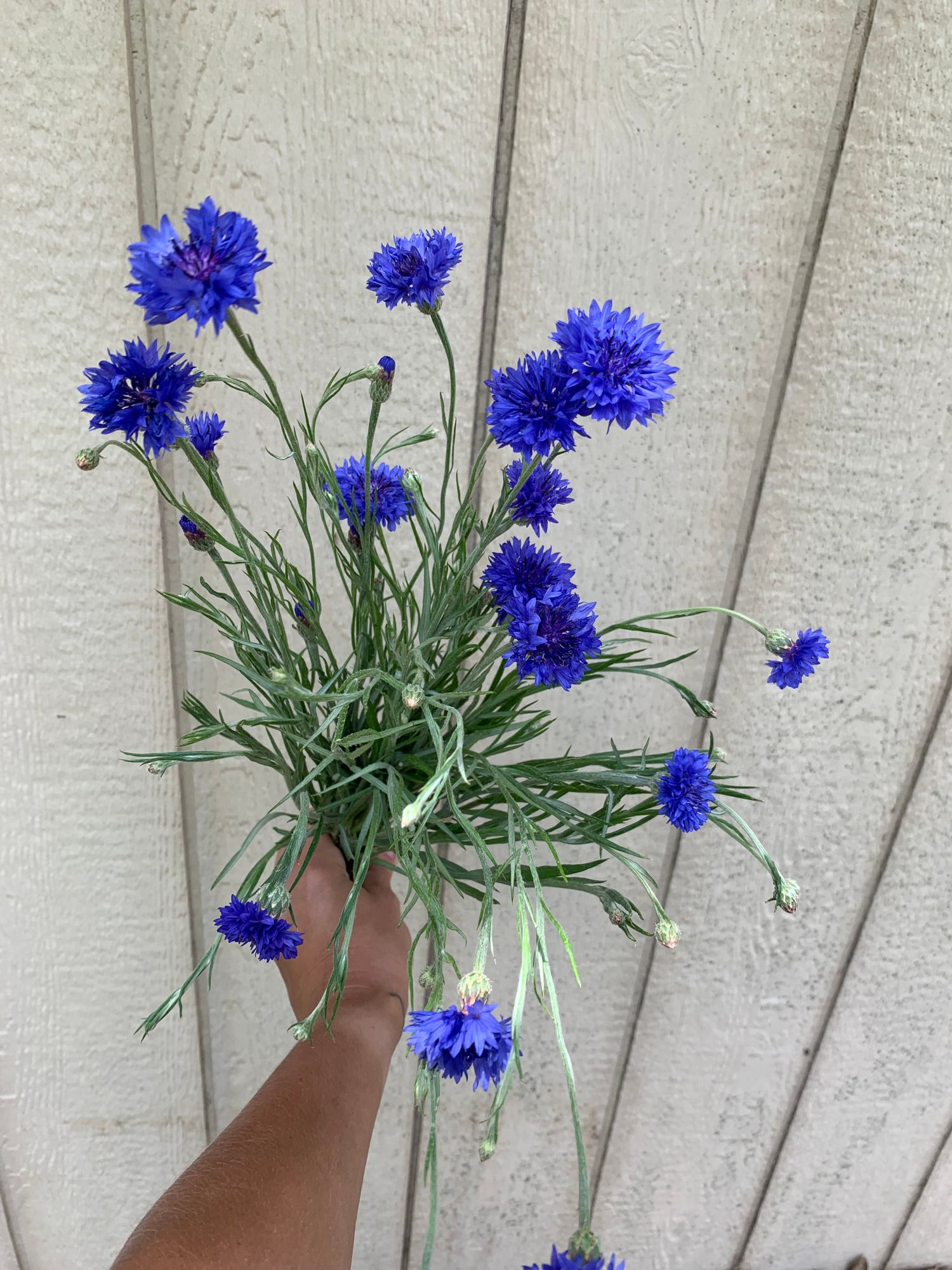CENTAUREA cyanus Blue Boy