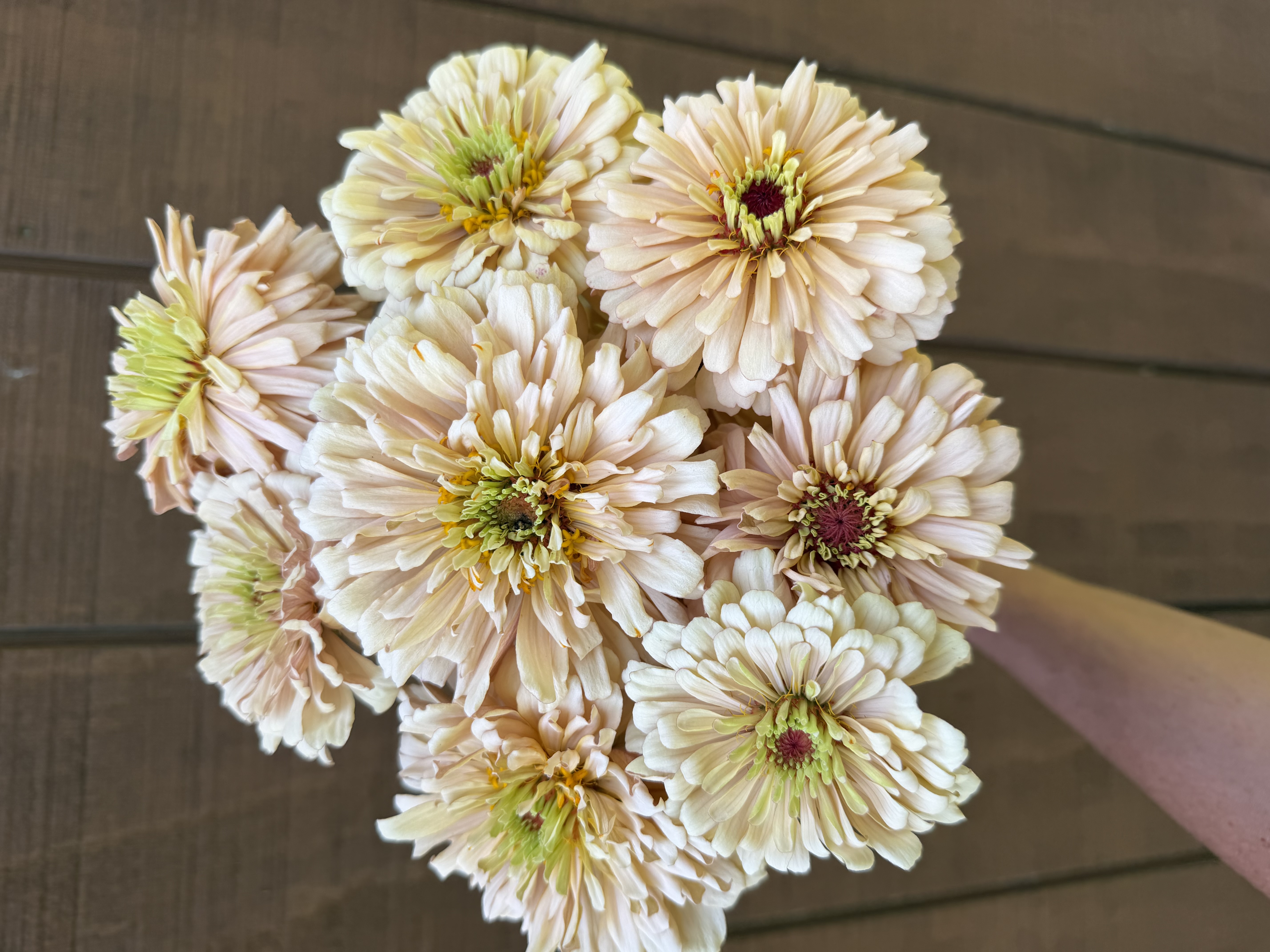 ZINNIA