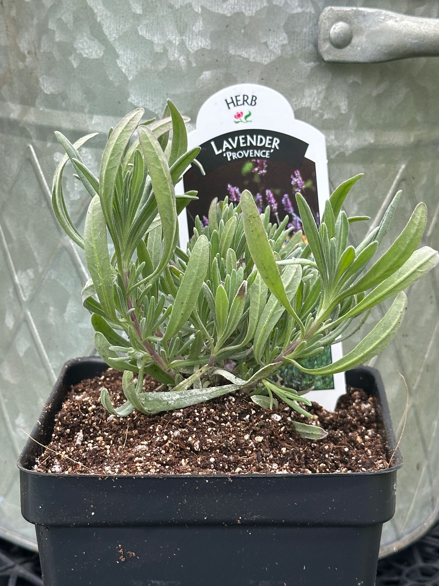 LAVANDULA INTER PROVENCE (FRENCH)