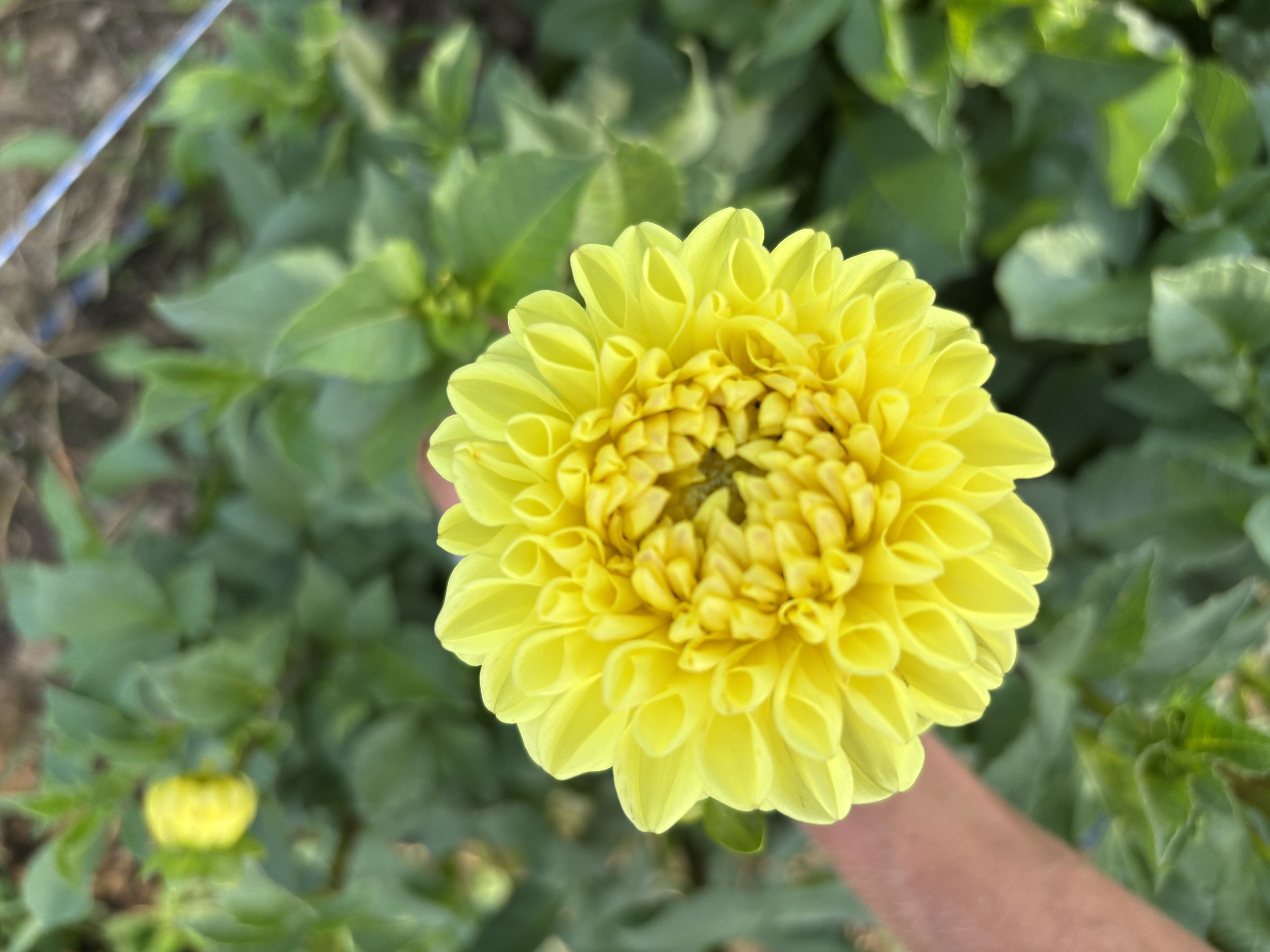 DAHLIA Yellow Symphony