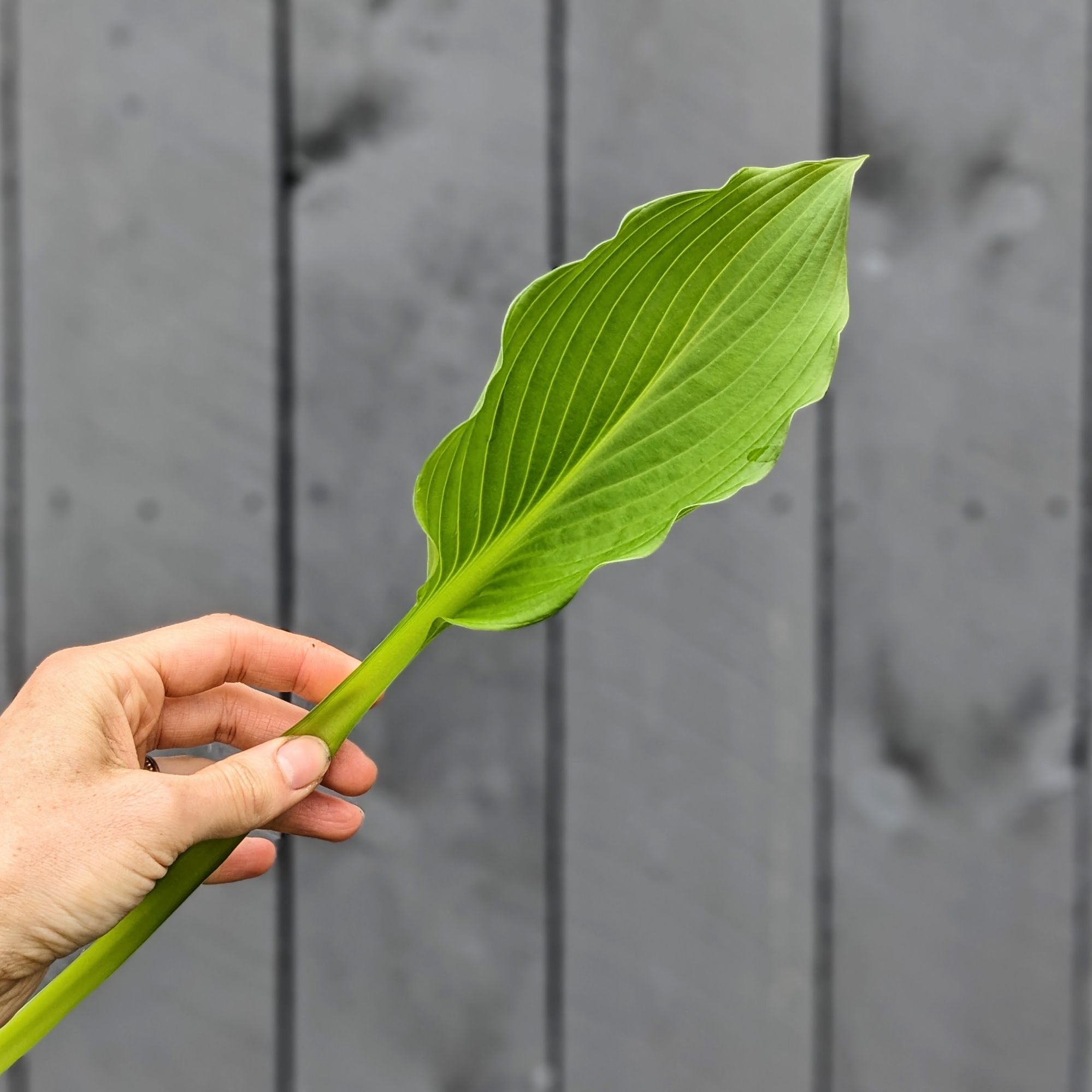 HOSTA elata