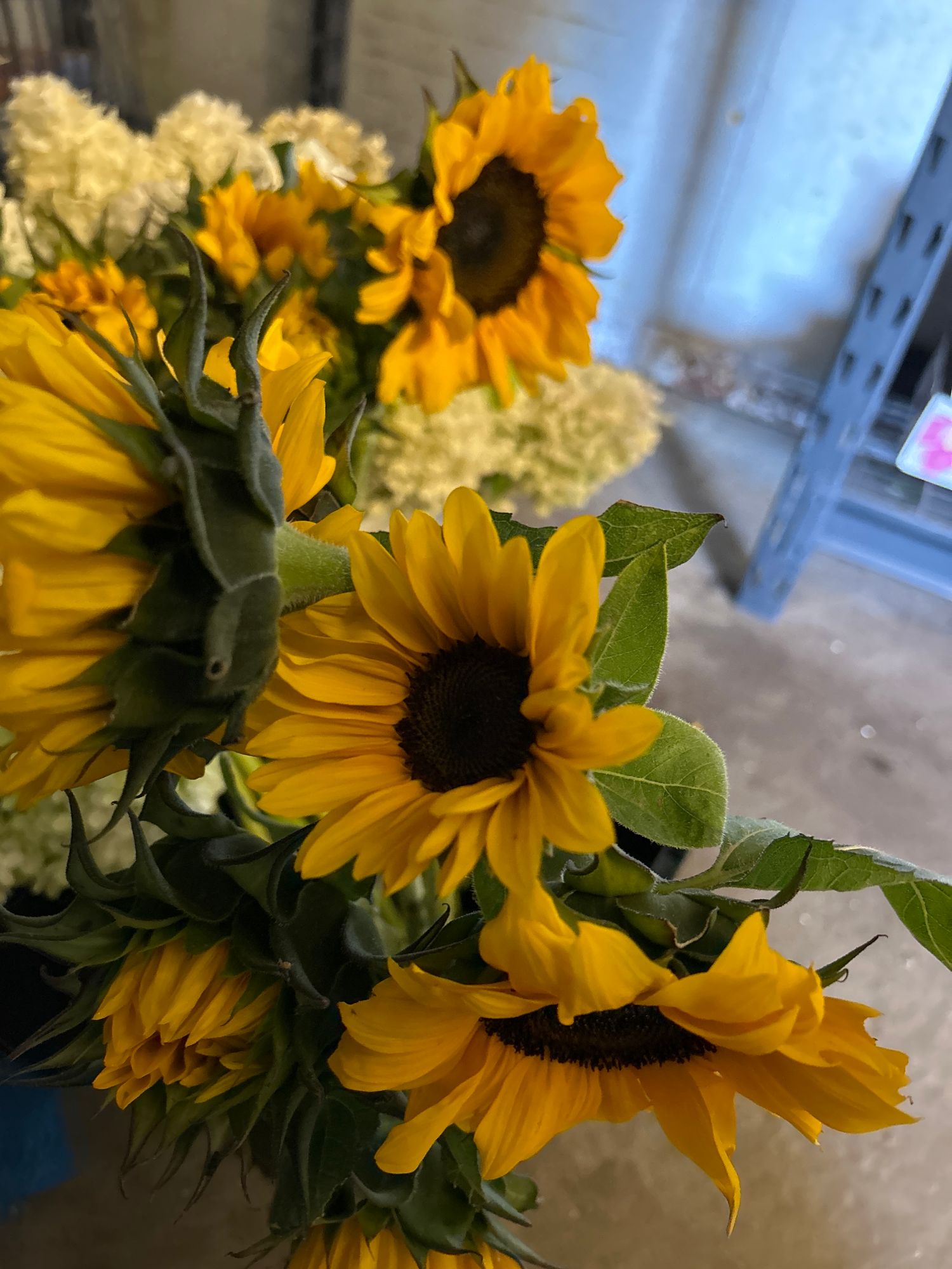 HELIANTHUS annuus ProCut