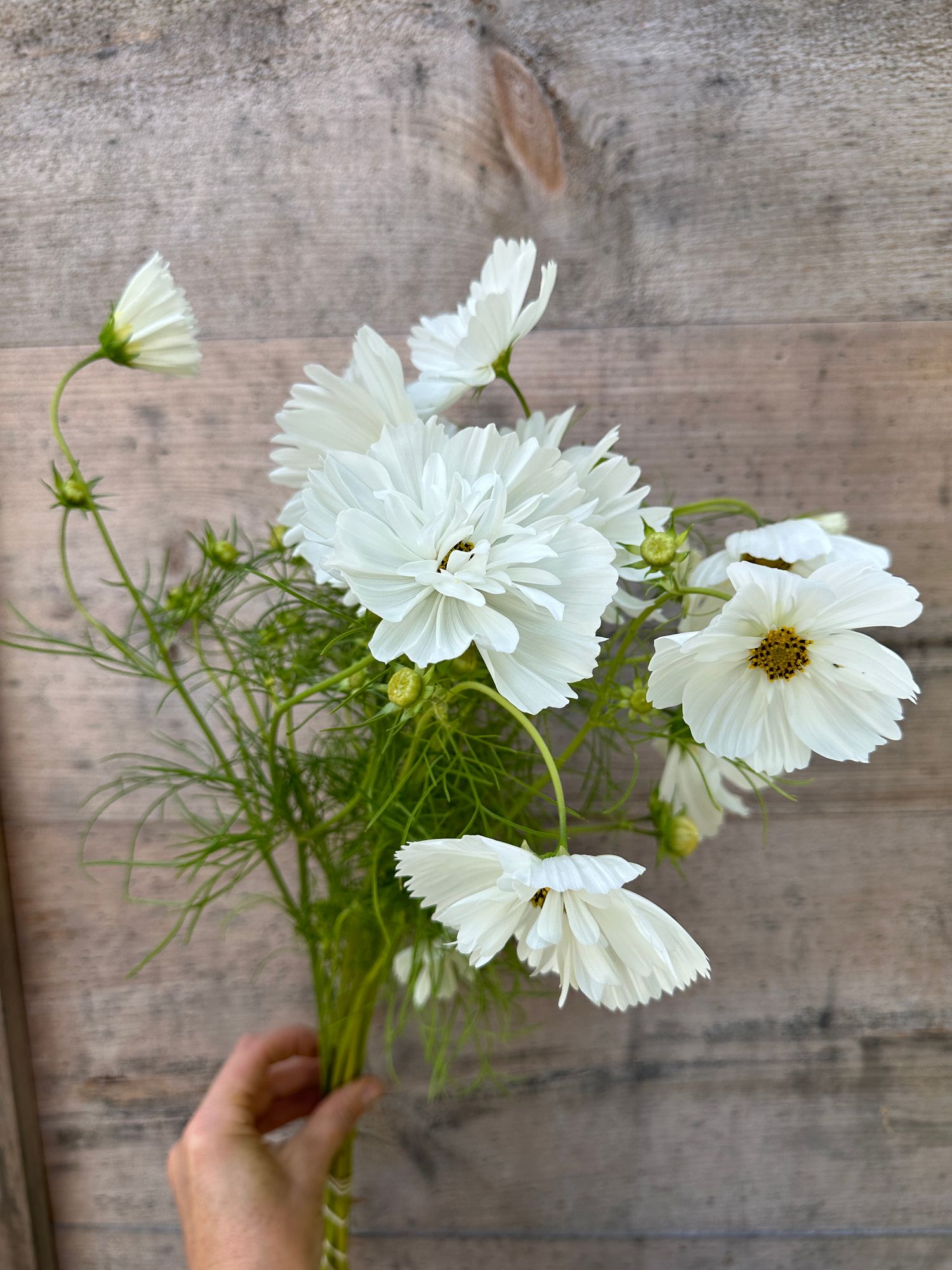 COSMOS