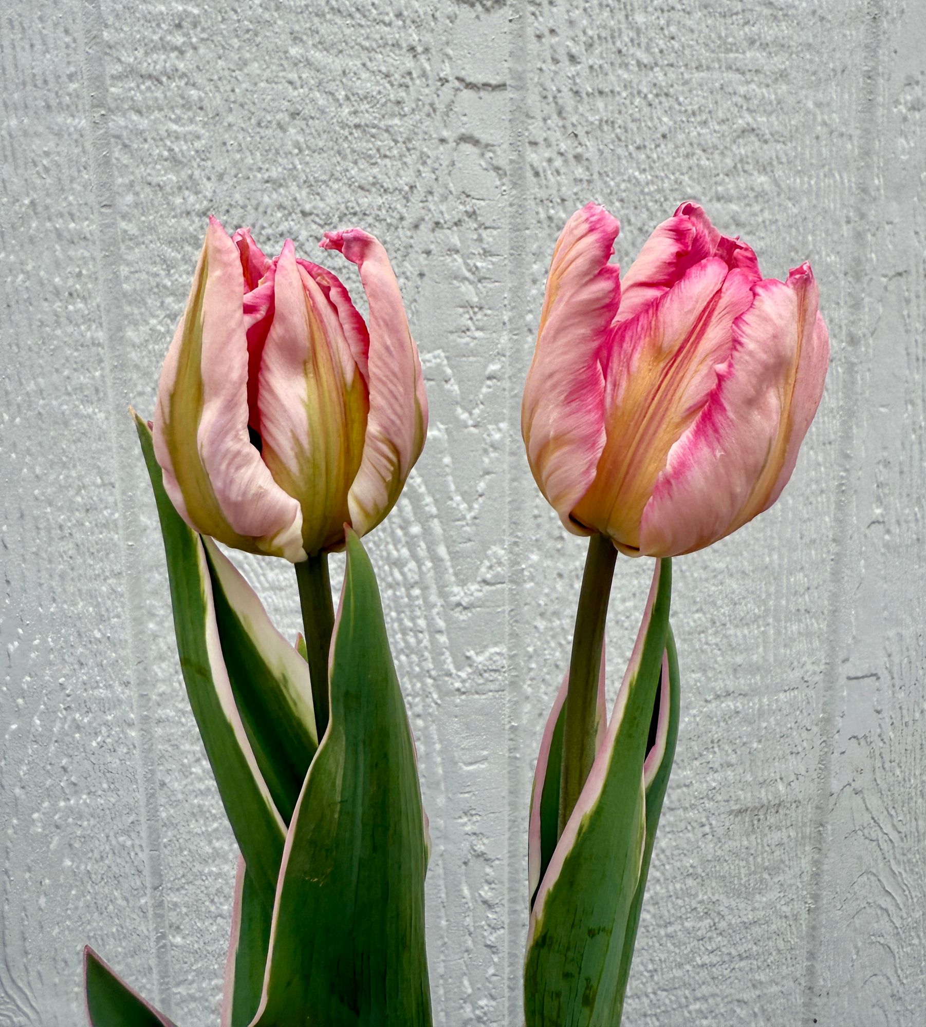 TULIPA