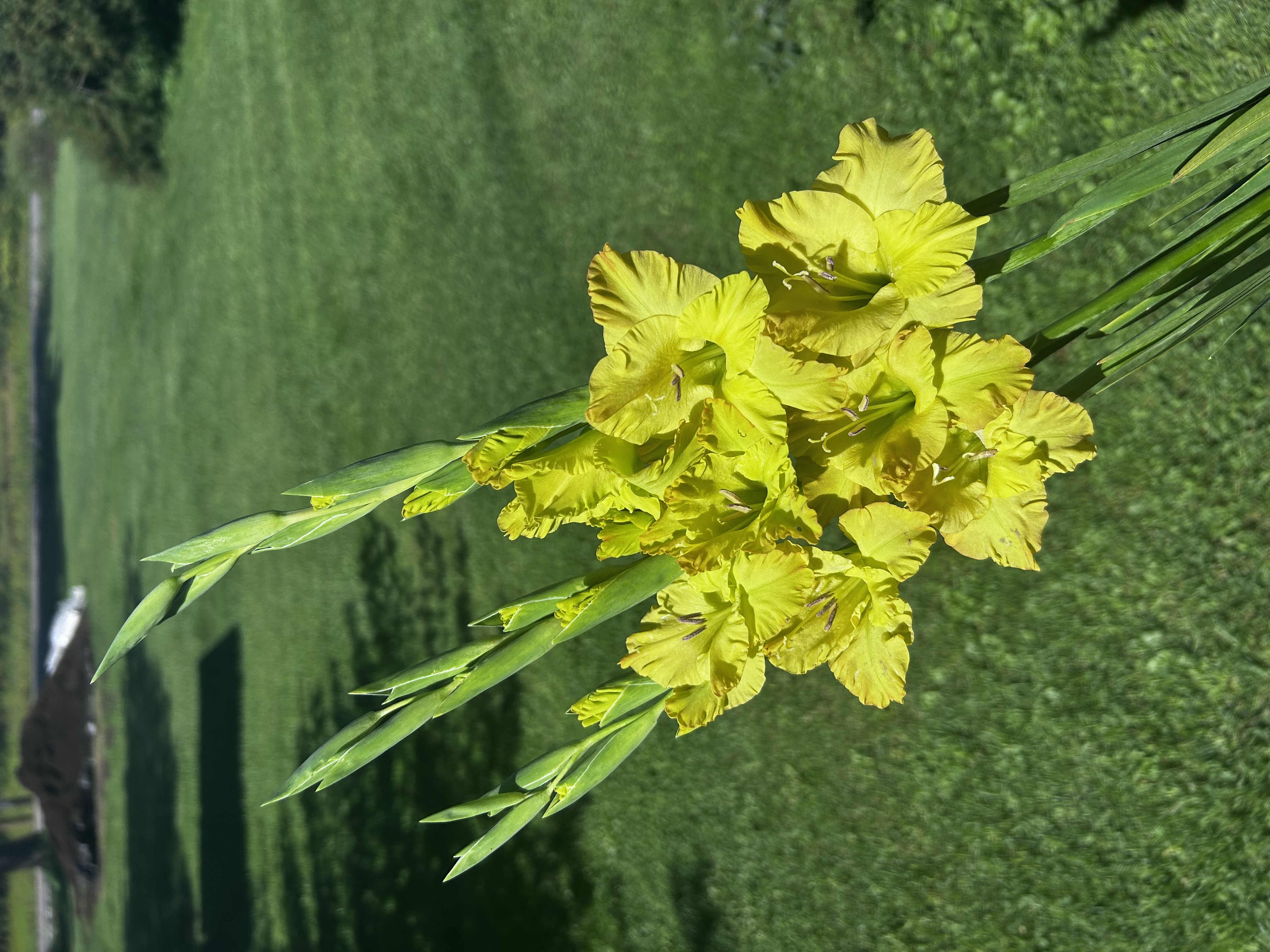 GLADIOLUS Green Star
