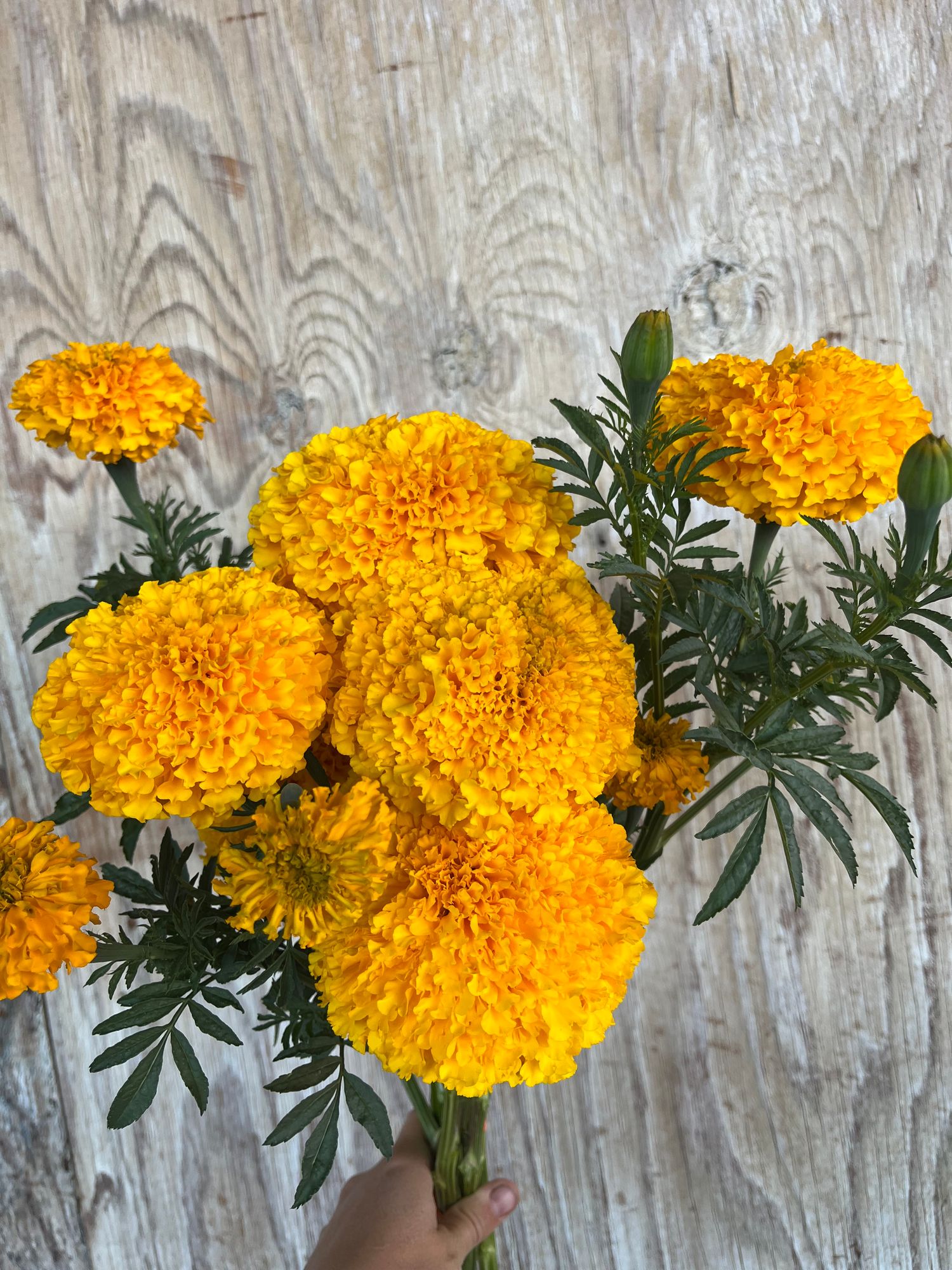 TAGETES erecta Coco