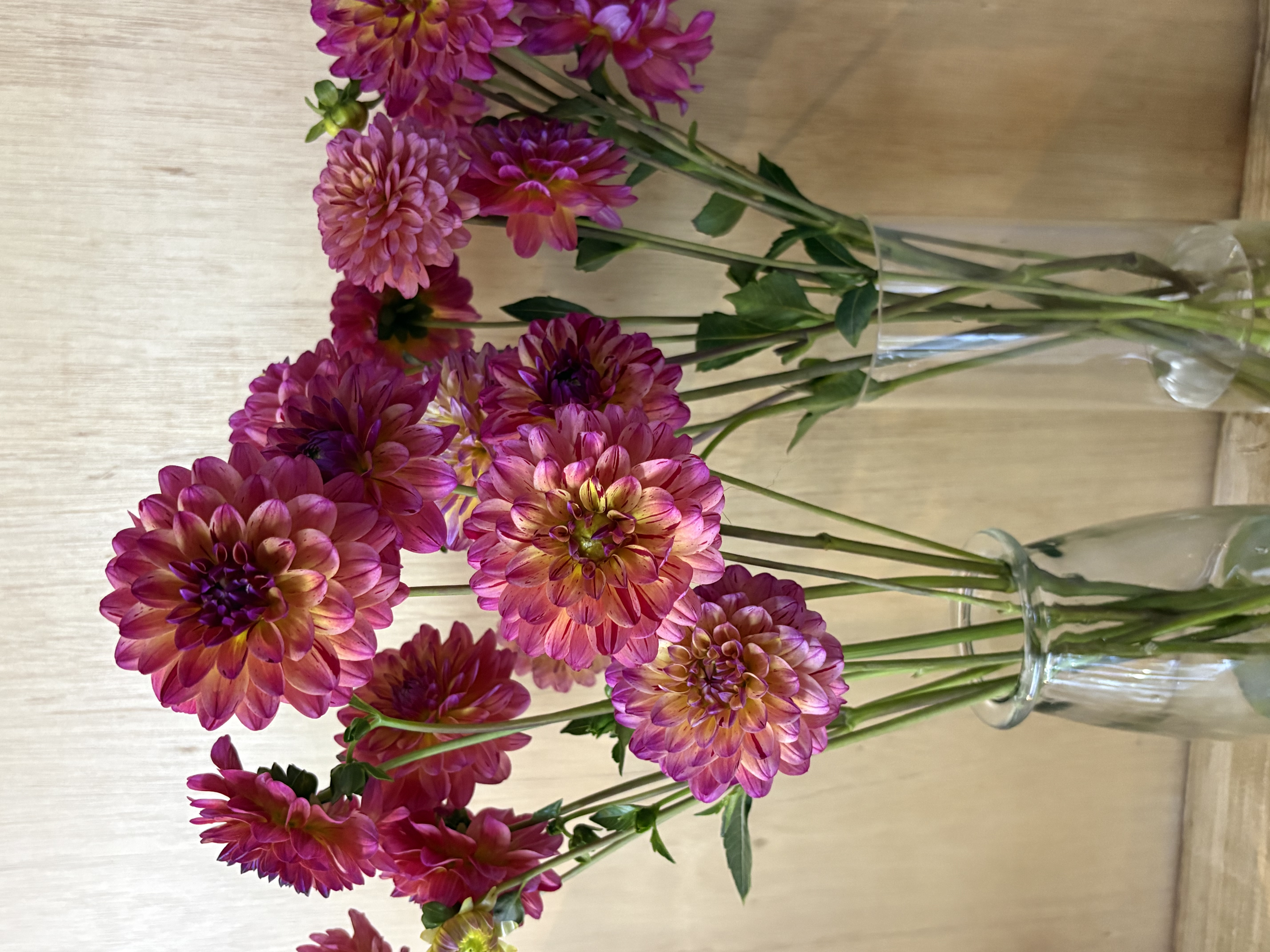 DAHLIA