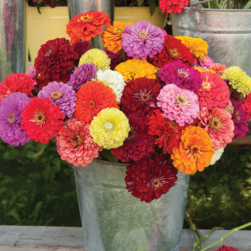 ZINNIA elegans Benarys Giant