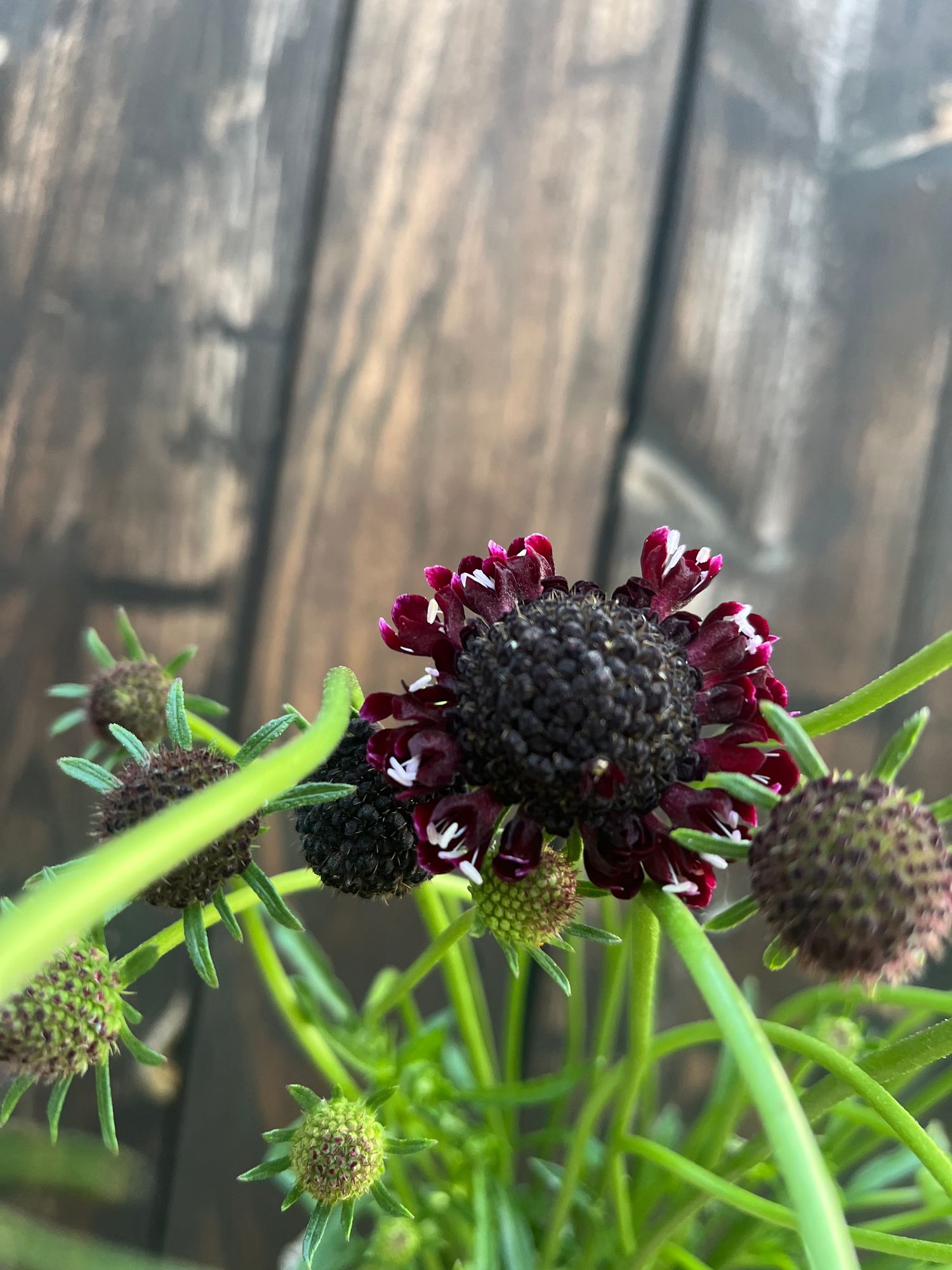 SCABIOSA