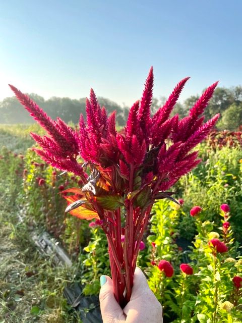 CELOSIA argentea var. plumosa Sunday Wine Red