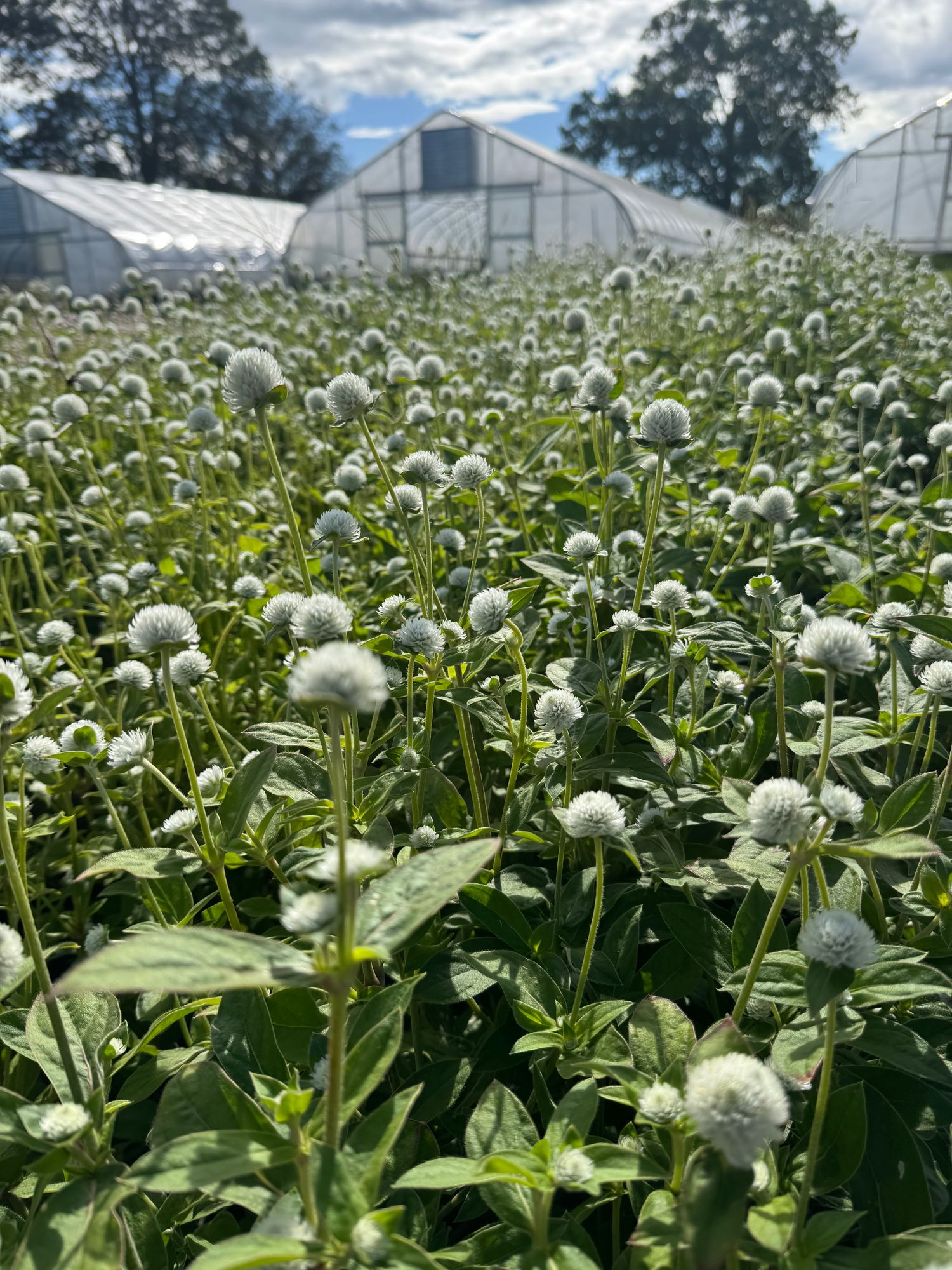 GOMPHRENA haageana