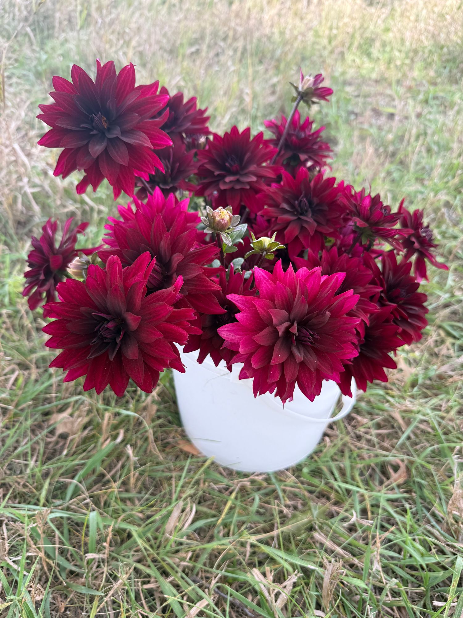 DAHLIA Karma Cabernet