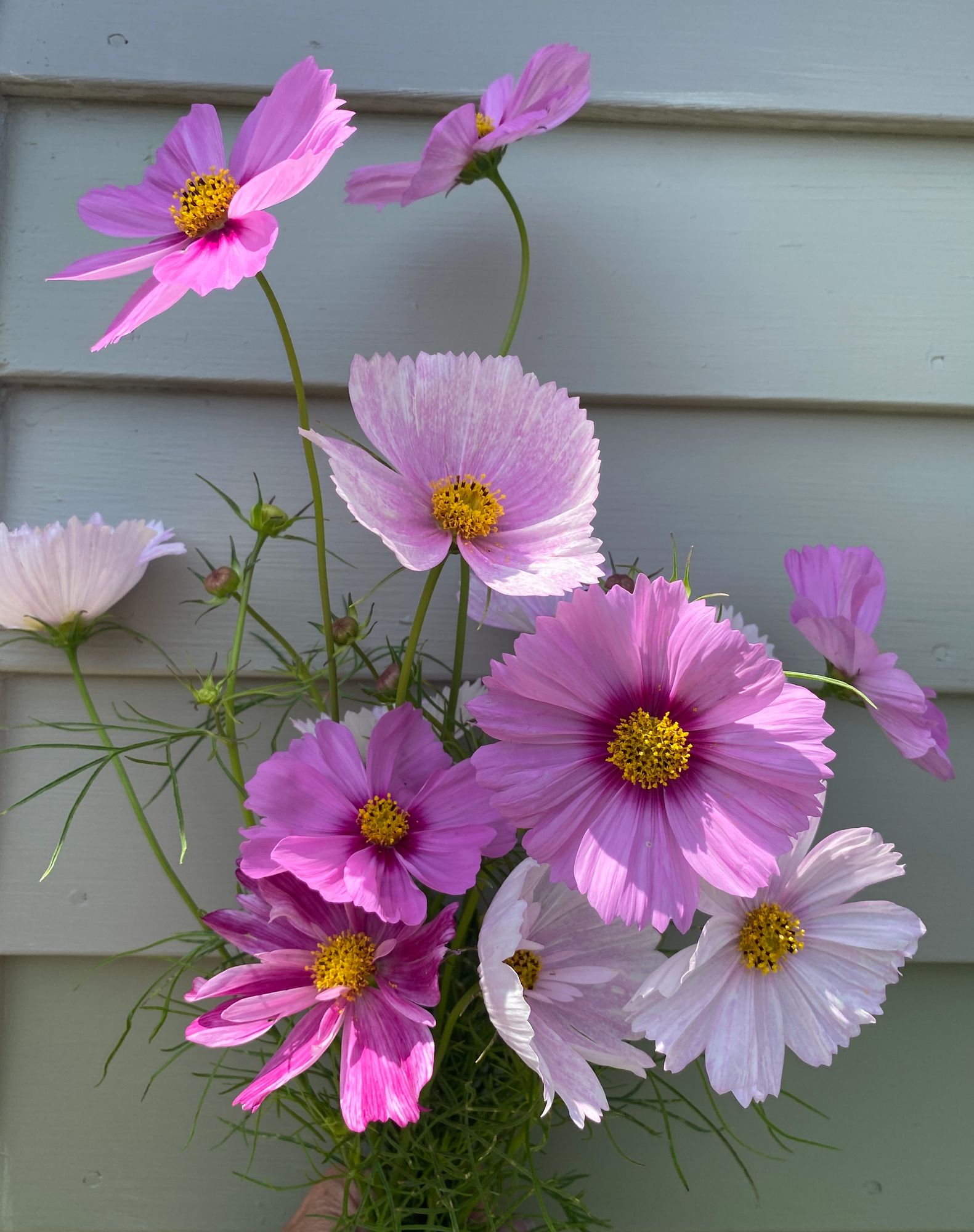 COSMOS bipinnatus