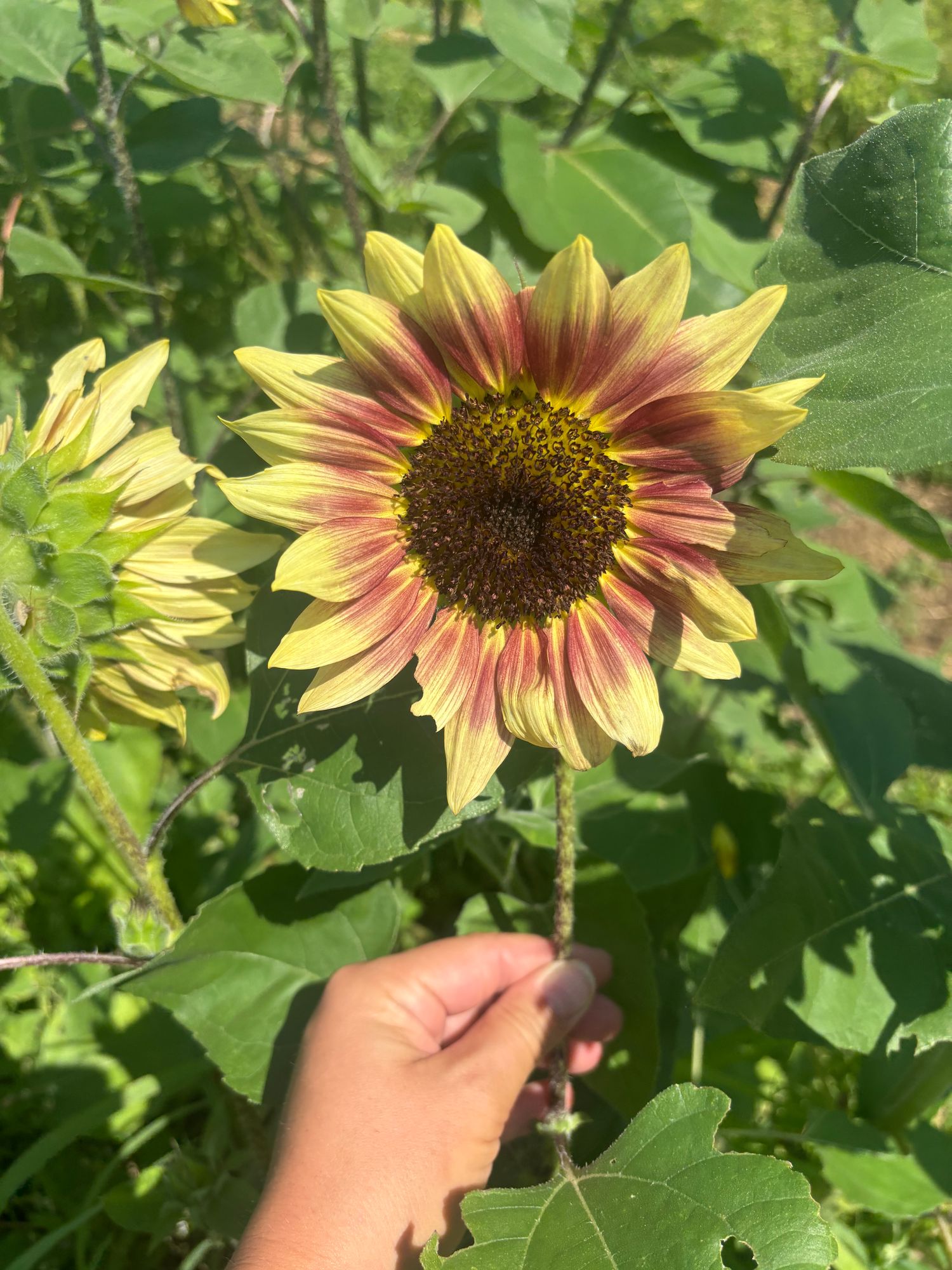 HELIANTHUS