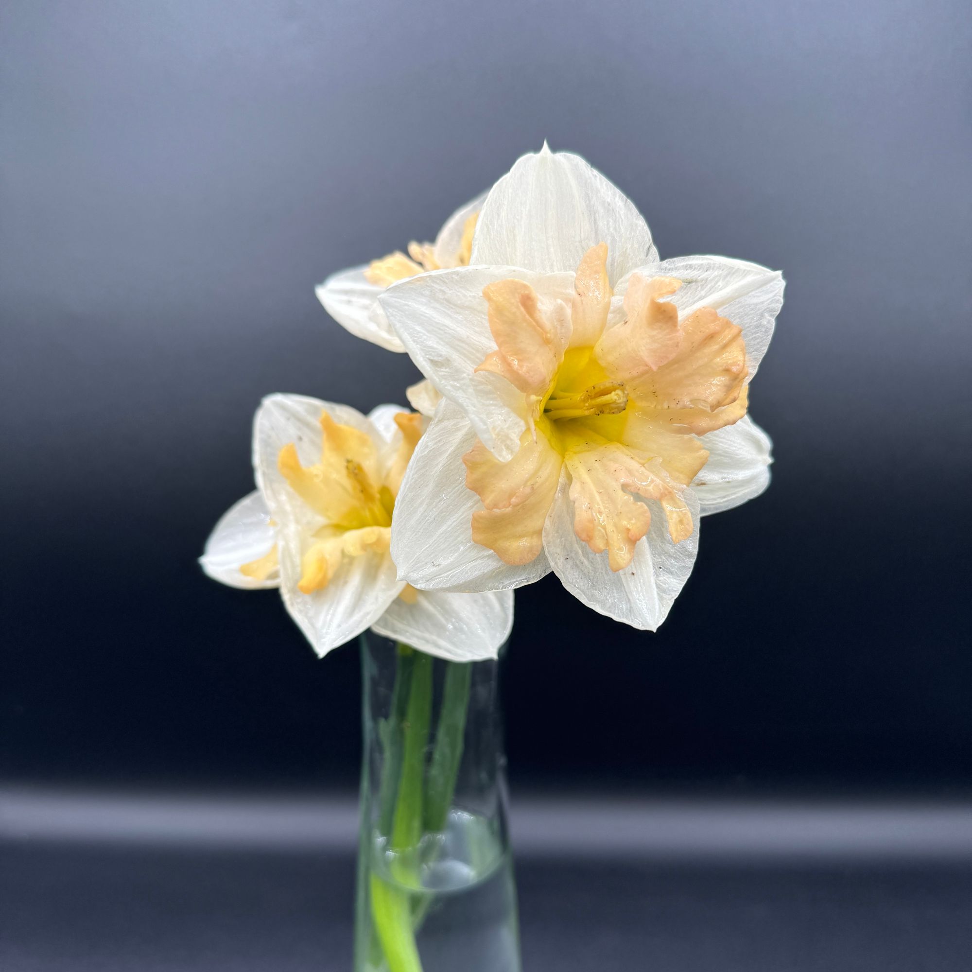 NARCISSUS Cum Laude