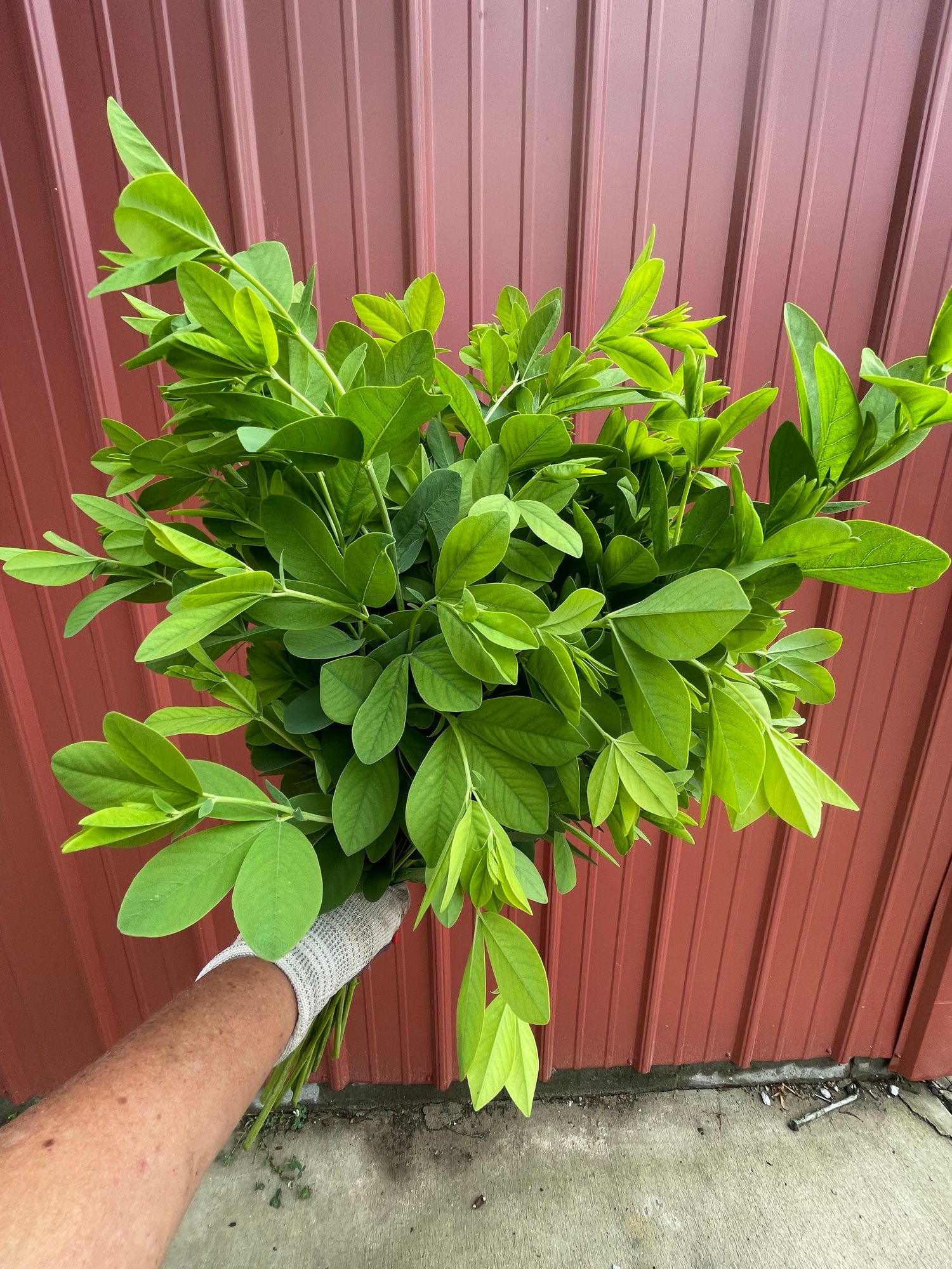 BAPTISIA australis