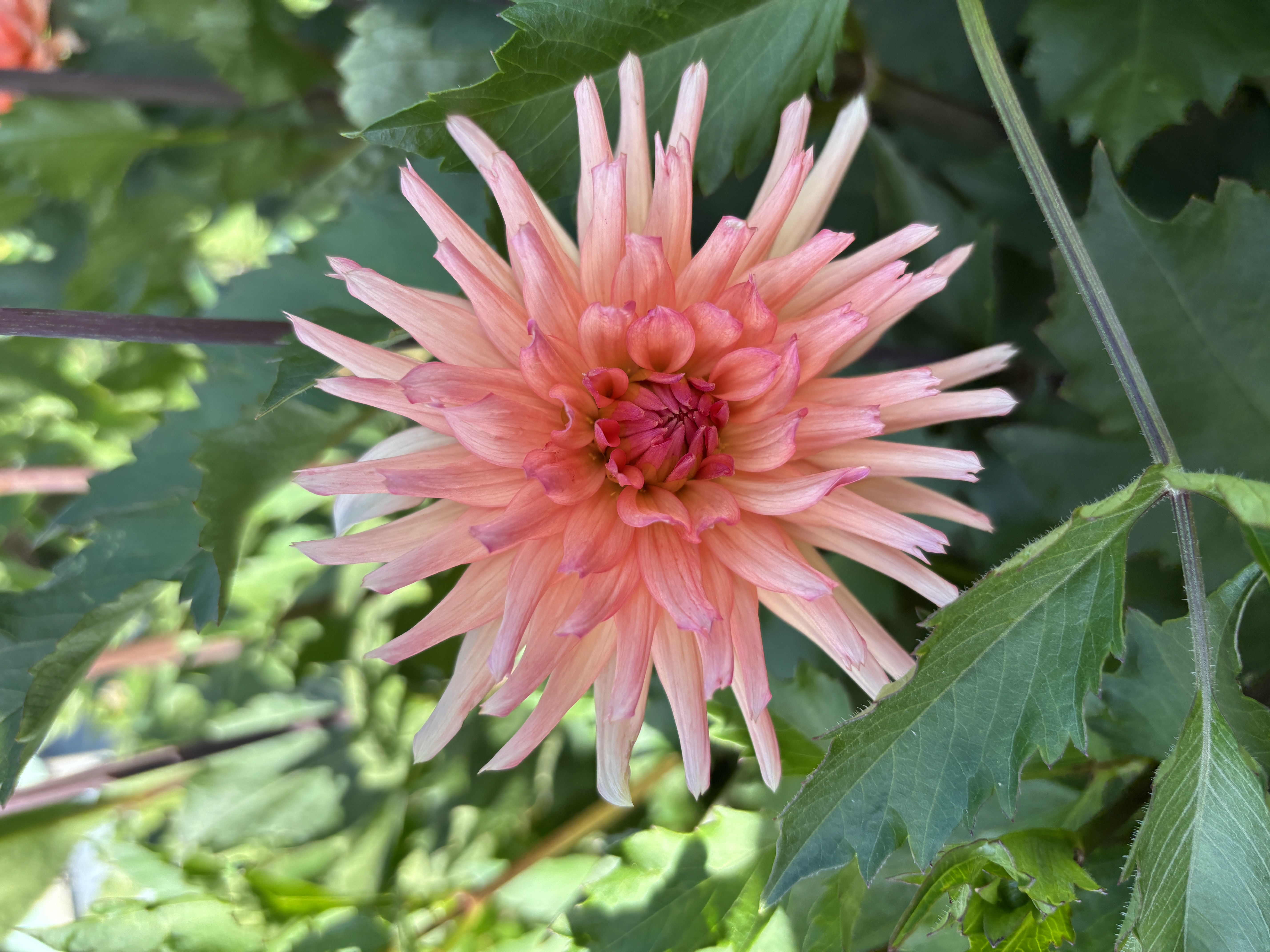 DAHLIA Peach Fuzz