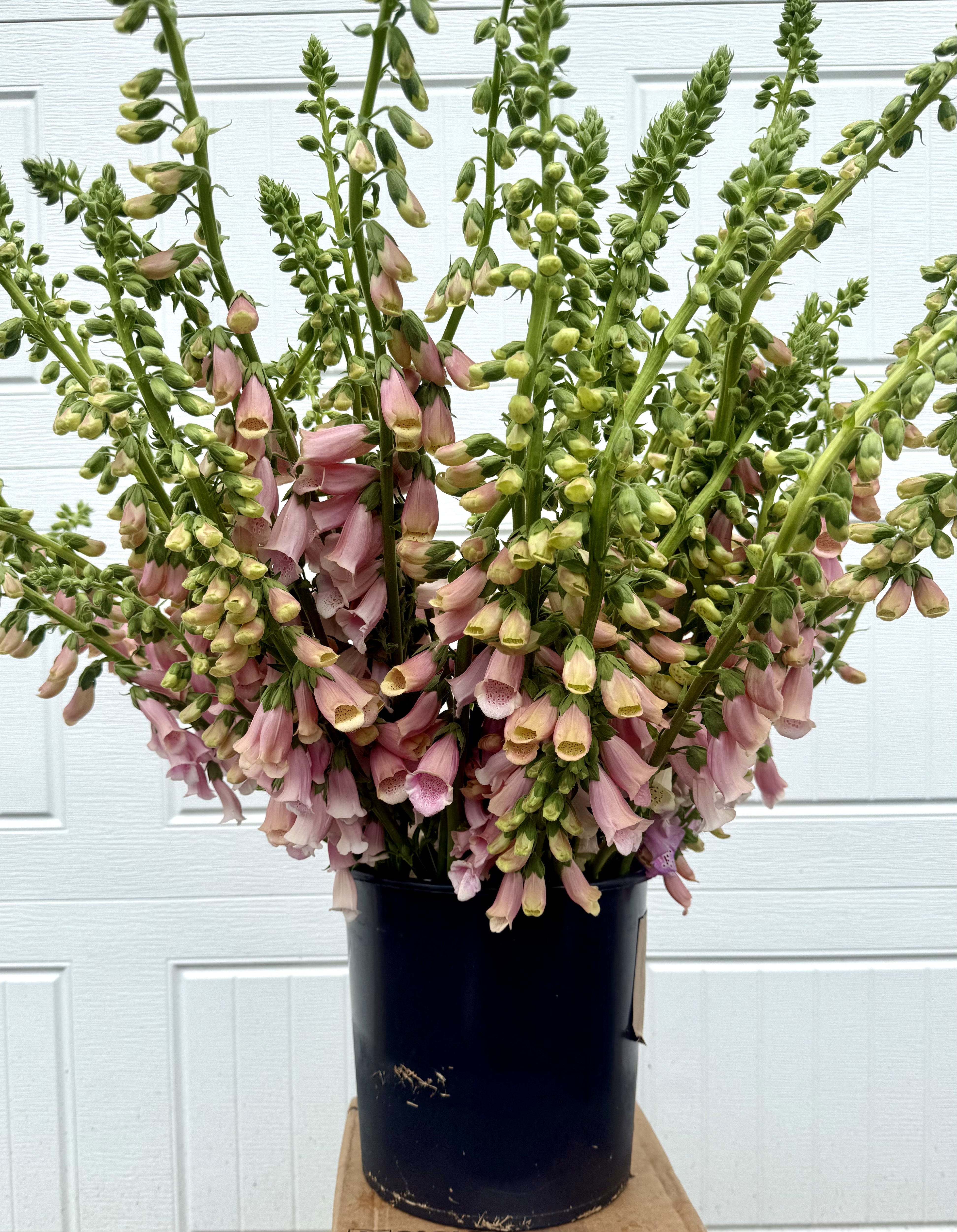 DIGITALIS purpurea Apricot Beauty