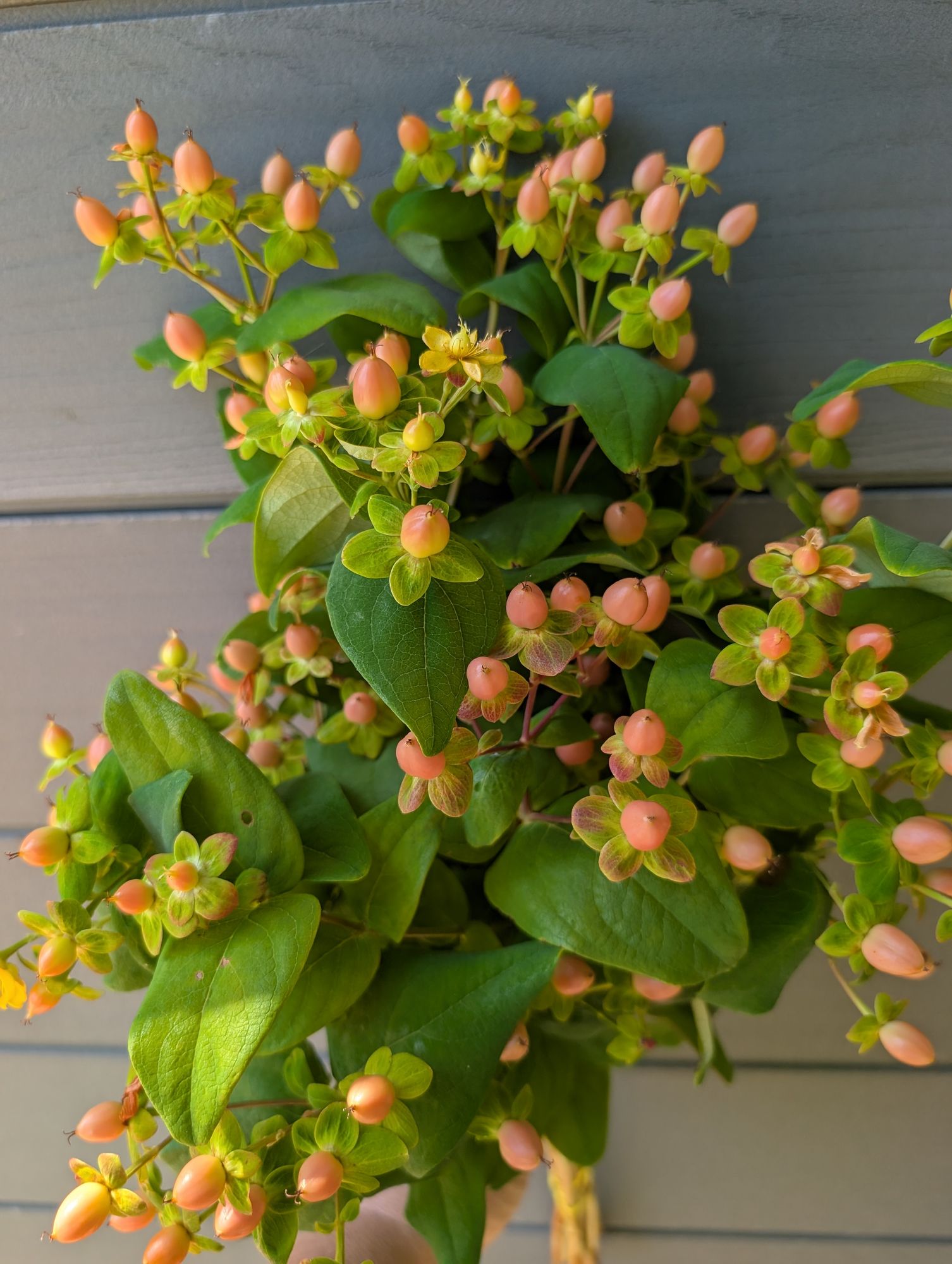 HYPERICUM x Globo Coral