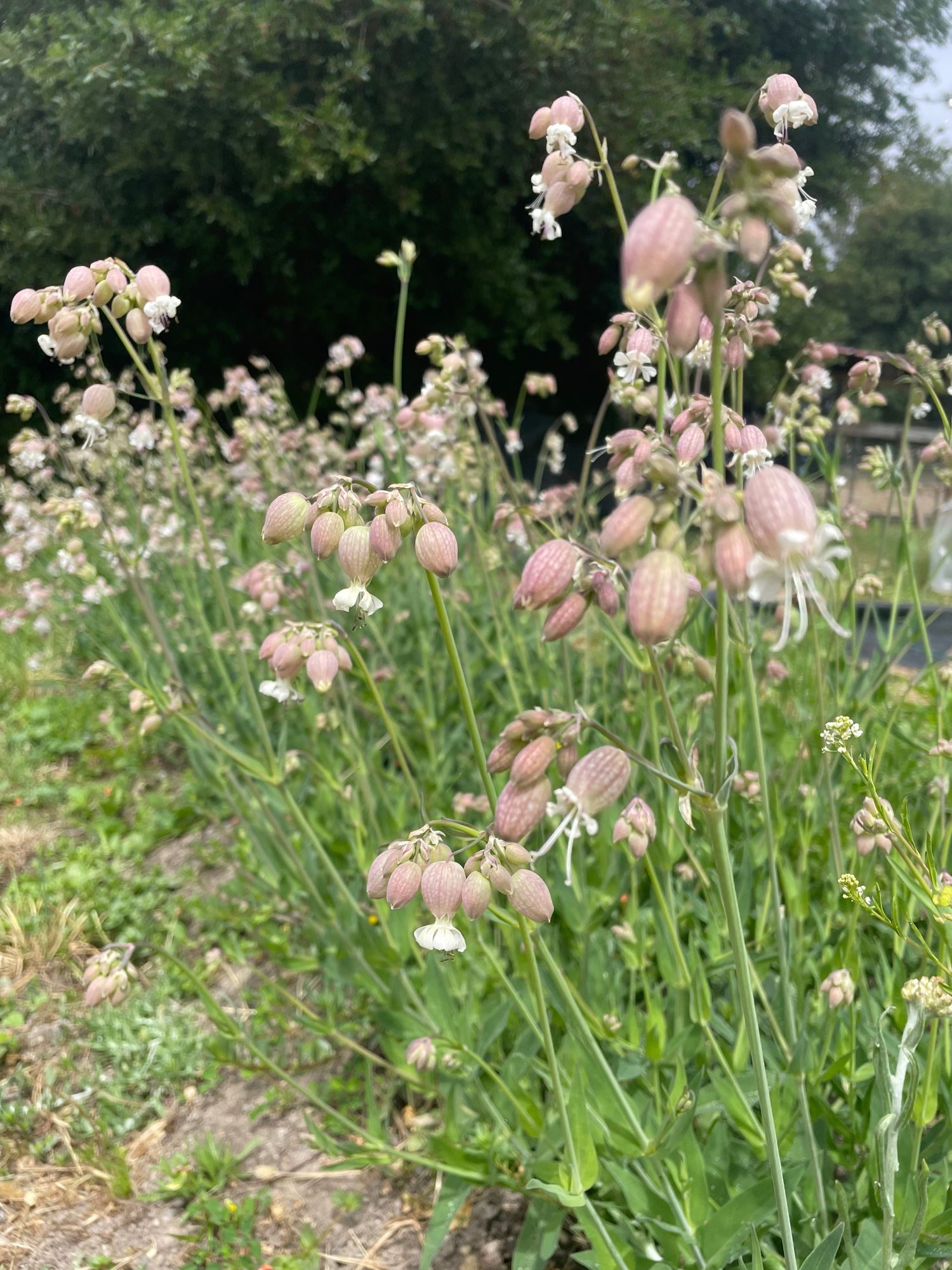 SILENE vulgaris Blushing Lanterns