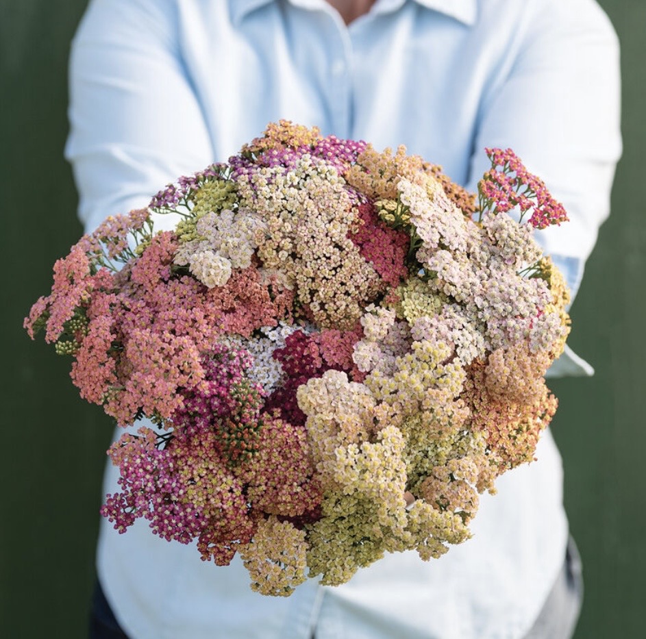 ACHILLEA millefolium Colorado