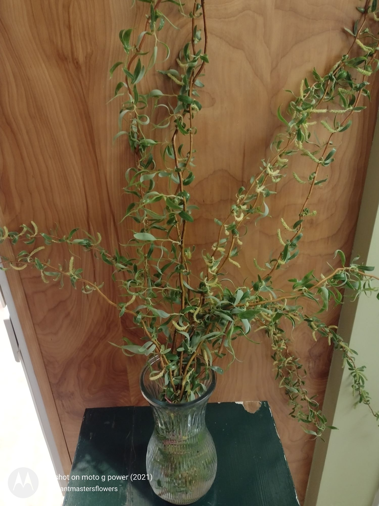 SALIX