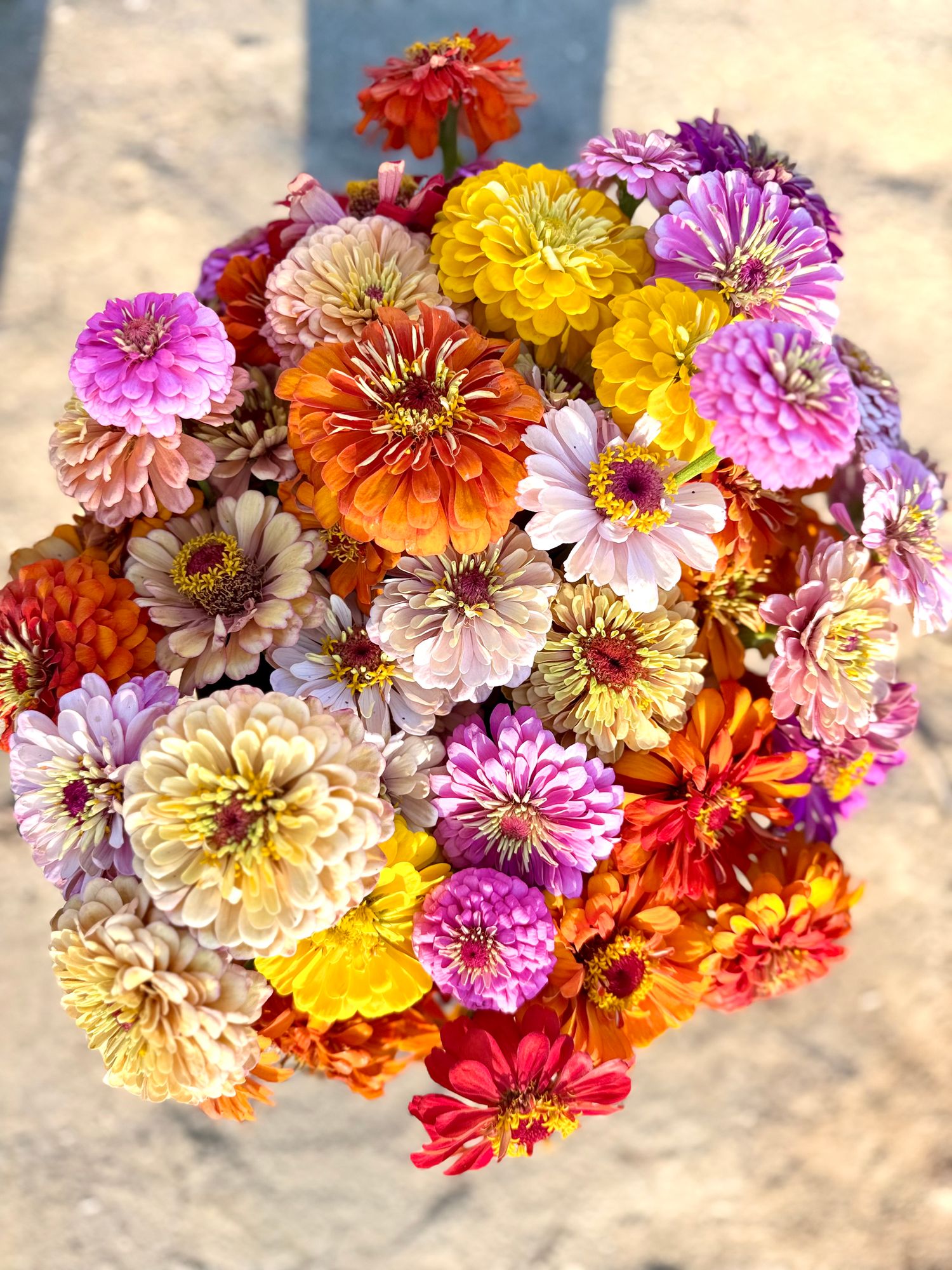 Mixed Zinnias Bucket