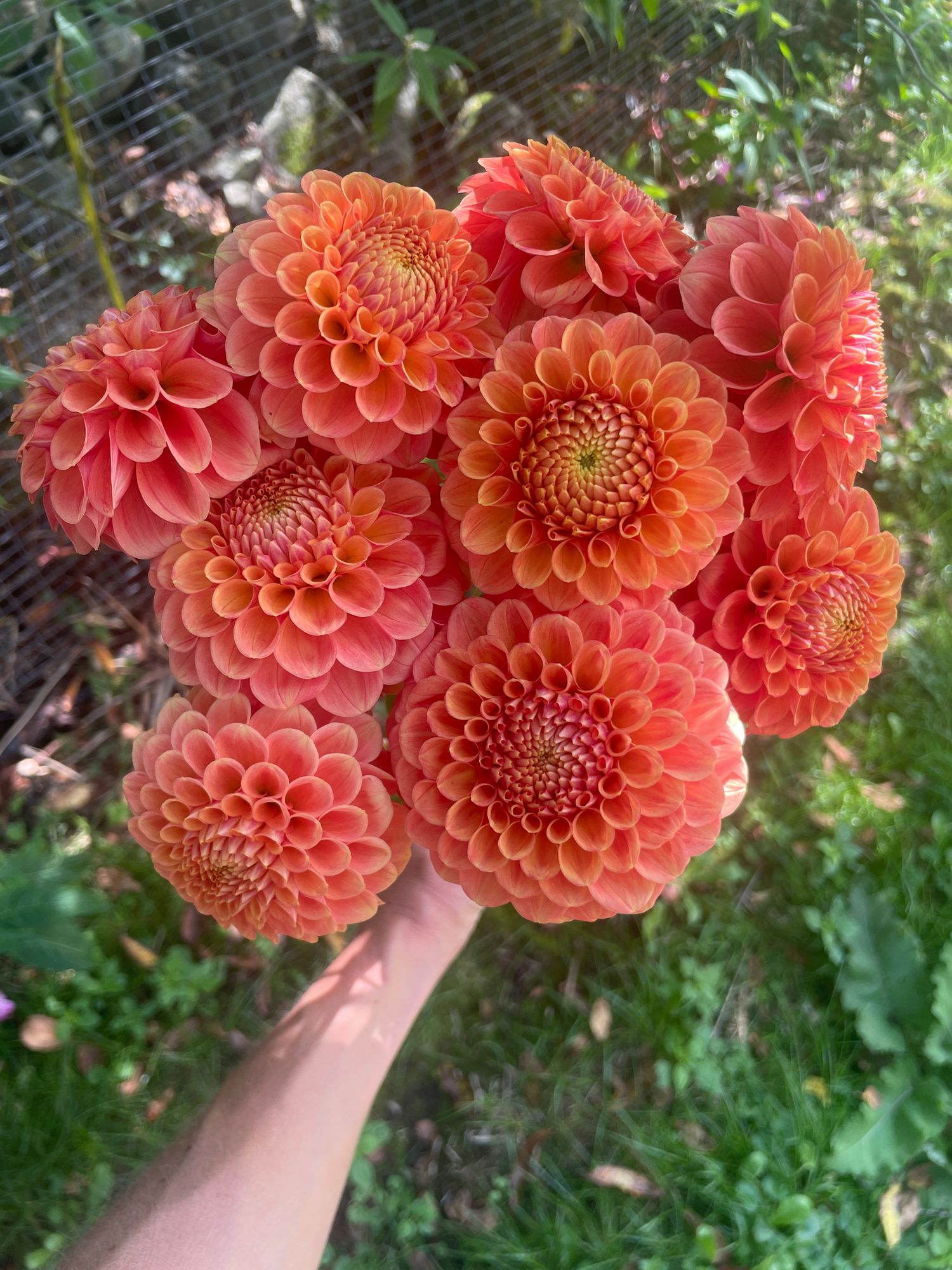 DAHLIA Camano Buz