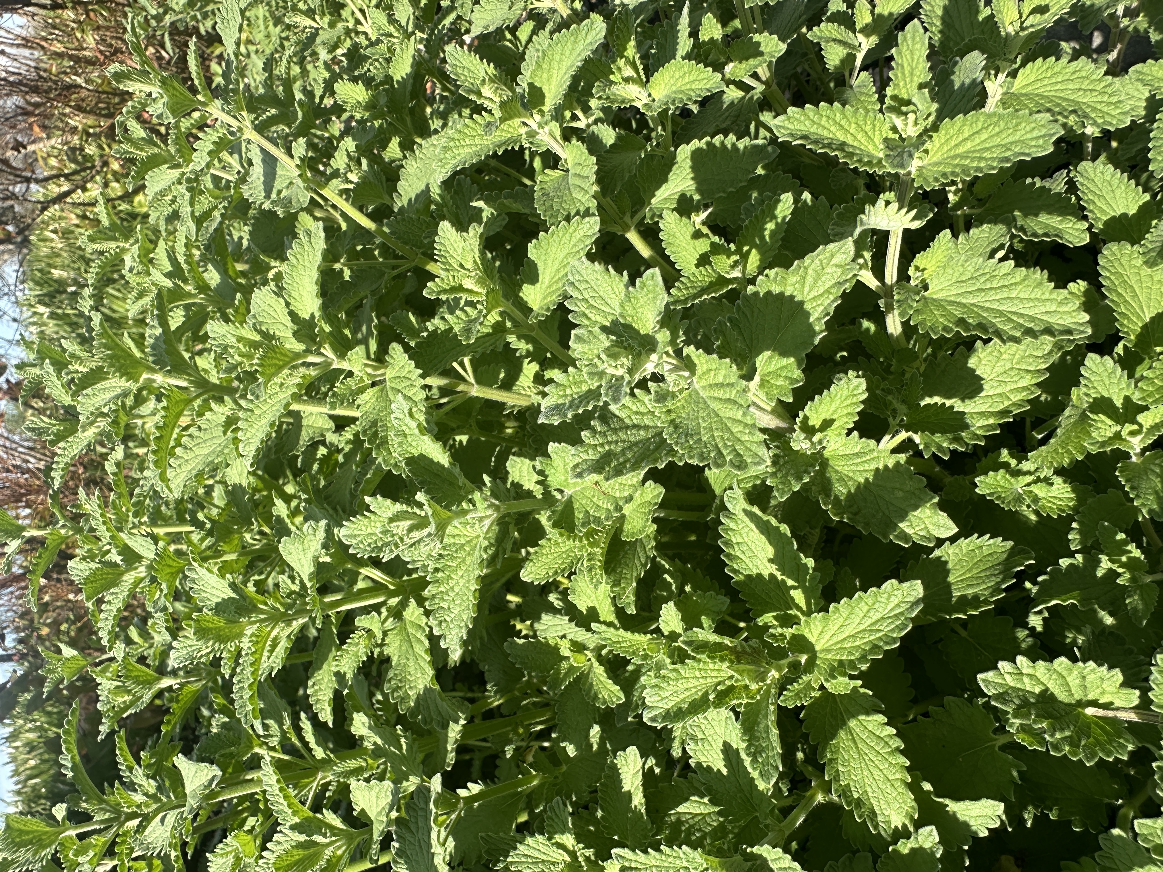 NEPETA cataria