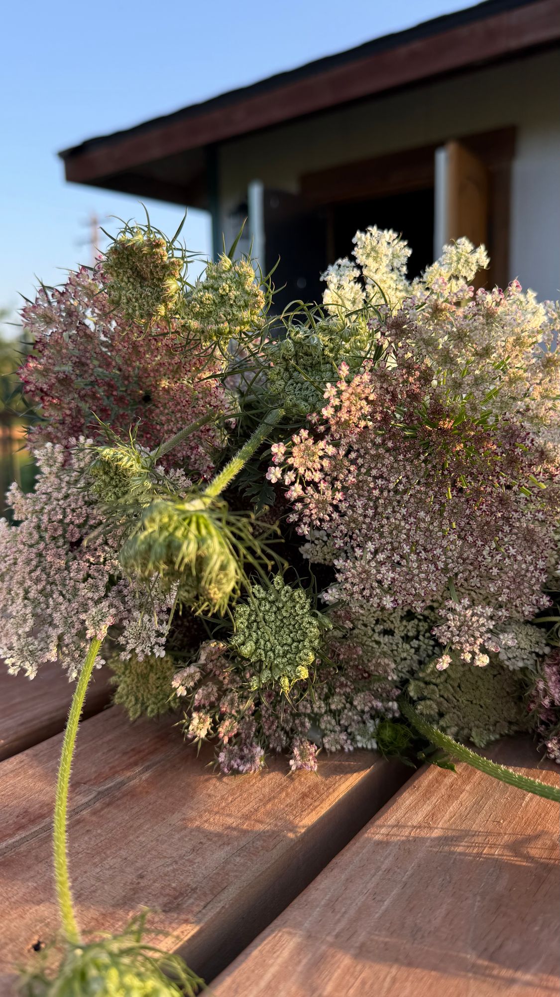 DAUCUS carota Dara