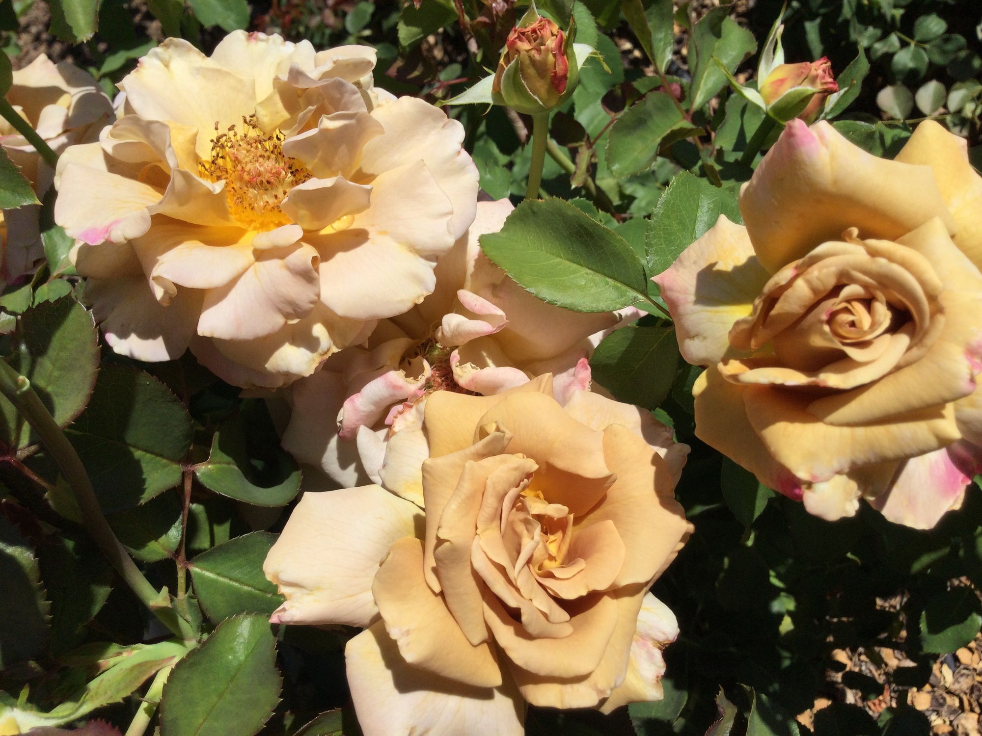 ROSA hybrida