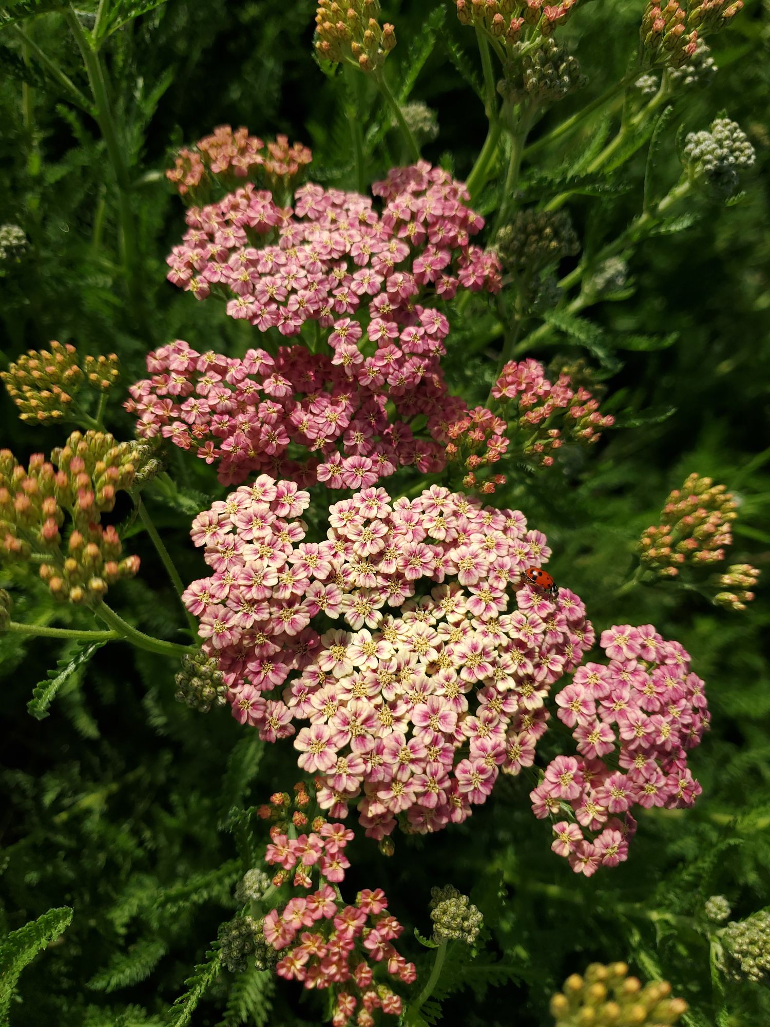 ACHILLEA millefolium Tutti Frutti Apricot Delight