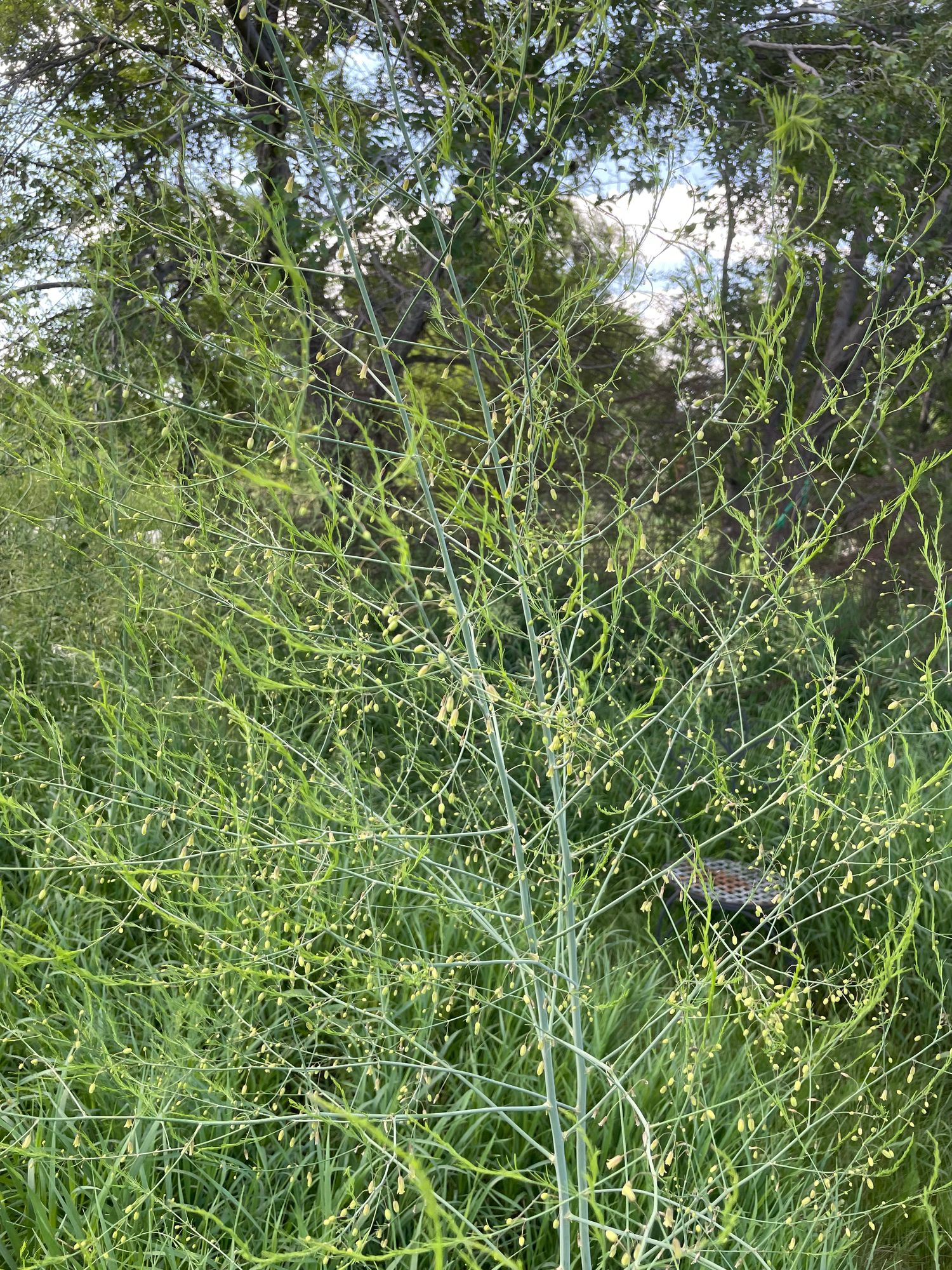 ASPARAGUS officinalis