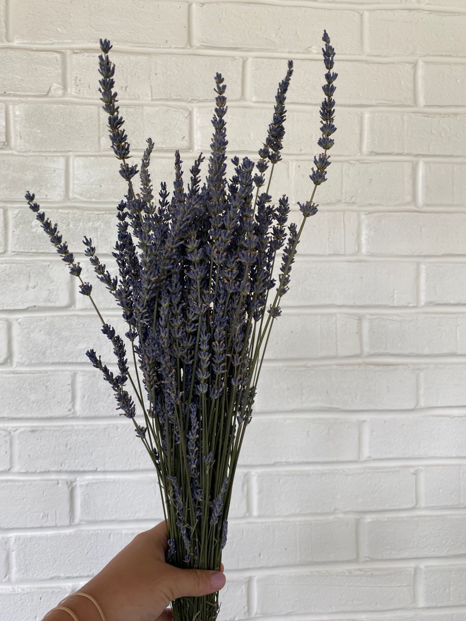 LAVANDULA angustifolia