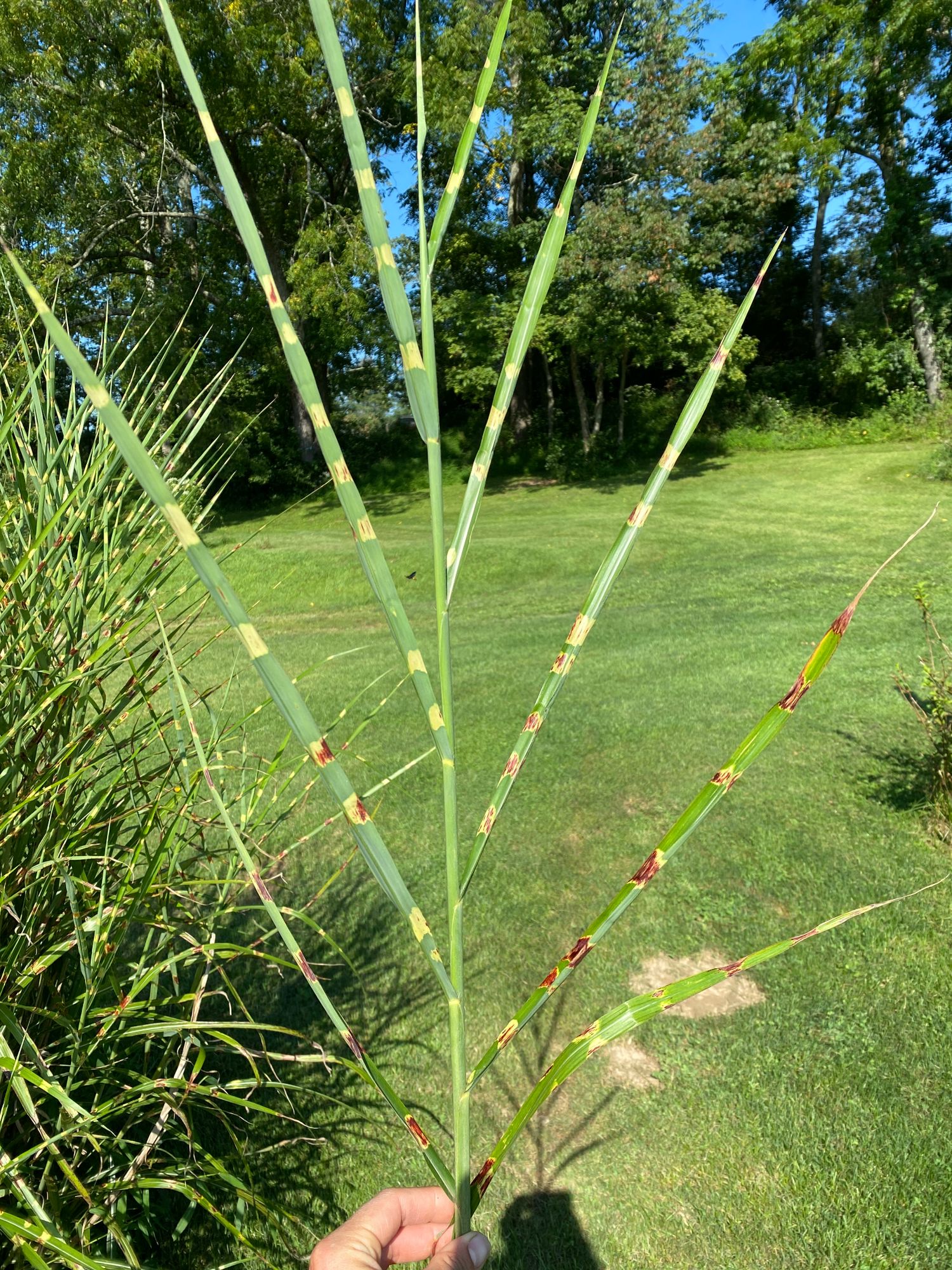 ORNAMENTAL GRASS