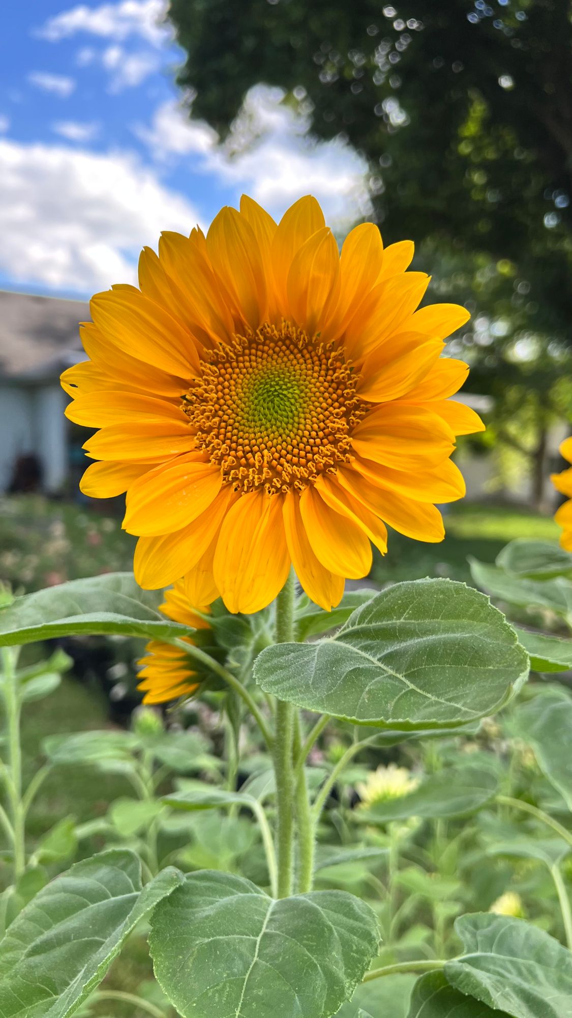 HELIANTHUS annuus ProCut