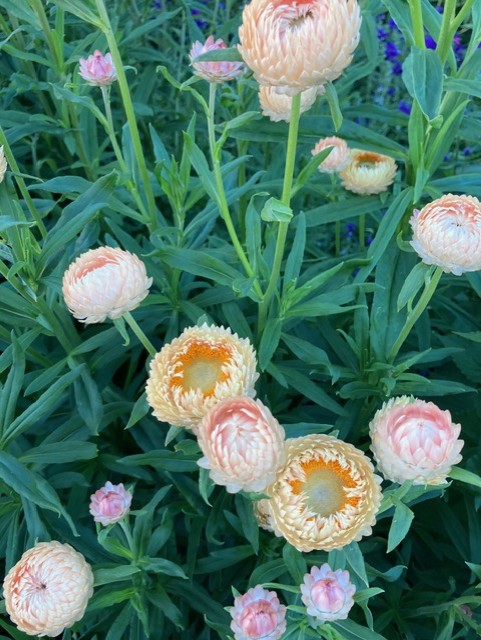 XEROCHRYSUM bracteatum