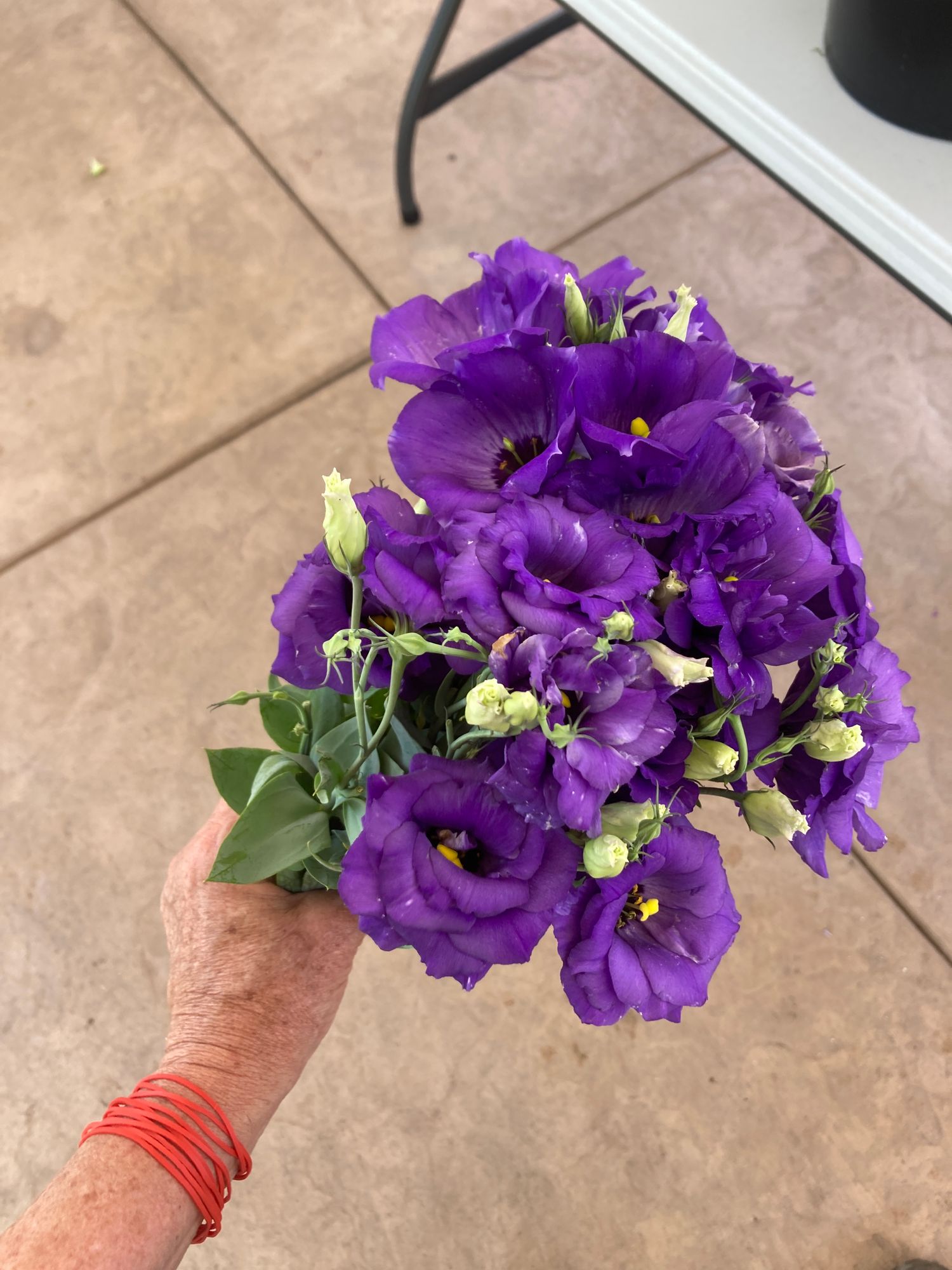 EUSTOMA grandiflorum Echo