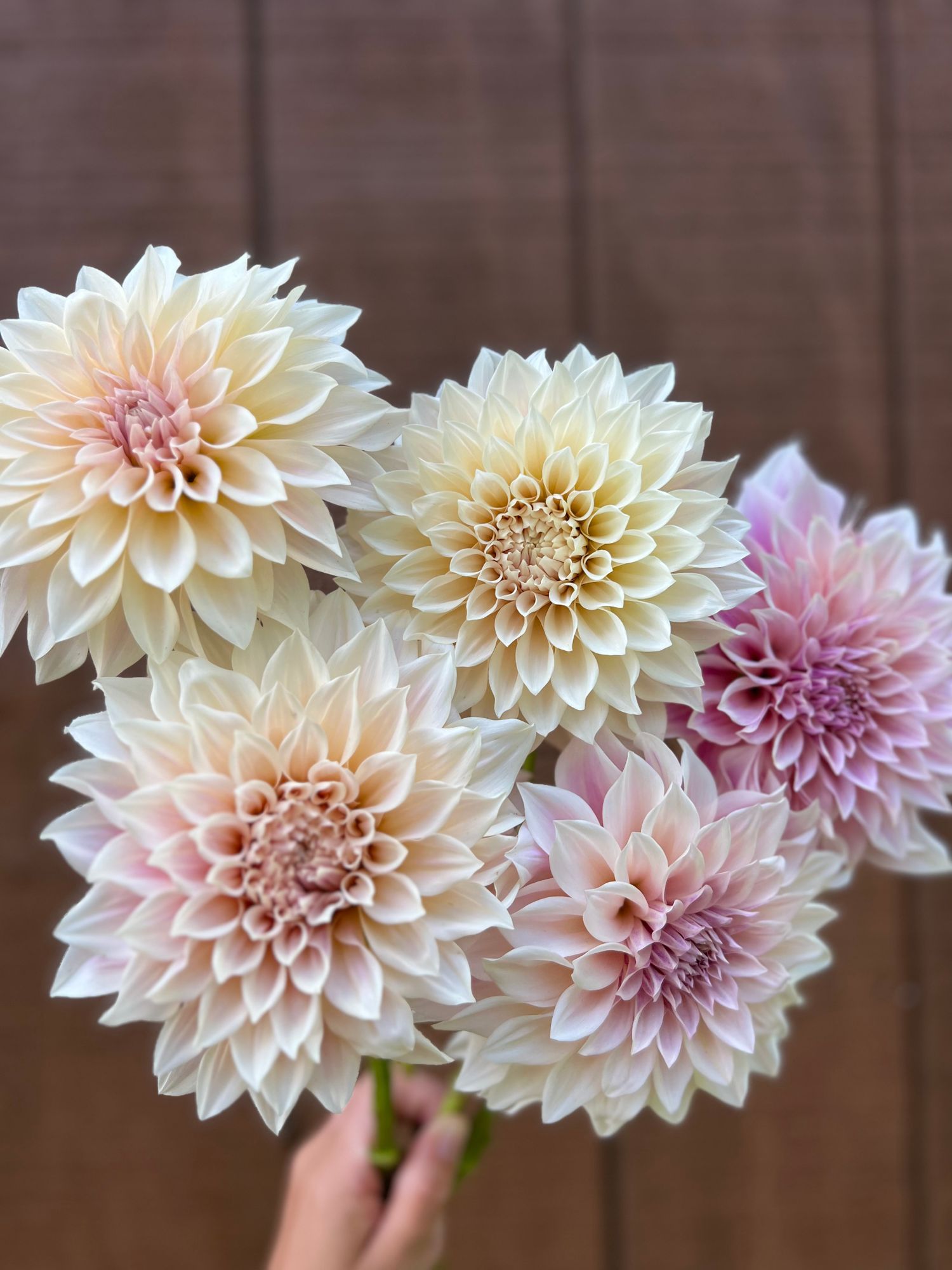 DAHLIA Cafe Au Lait