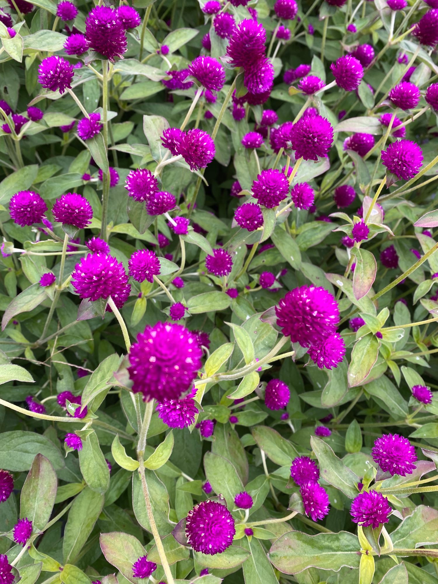 GOMPHRENA globosa