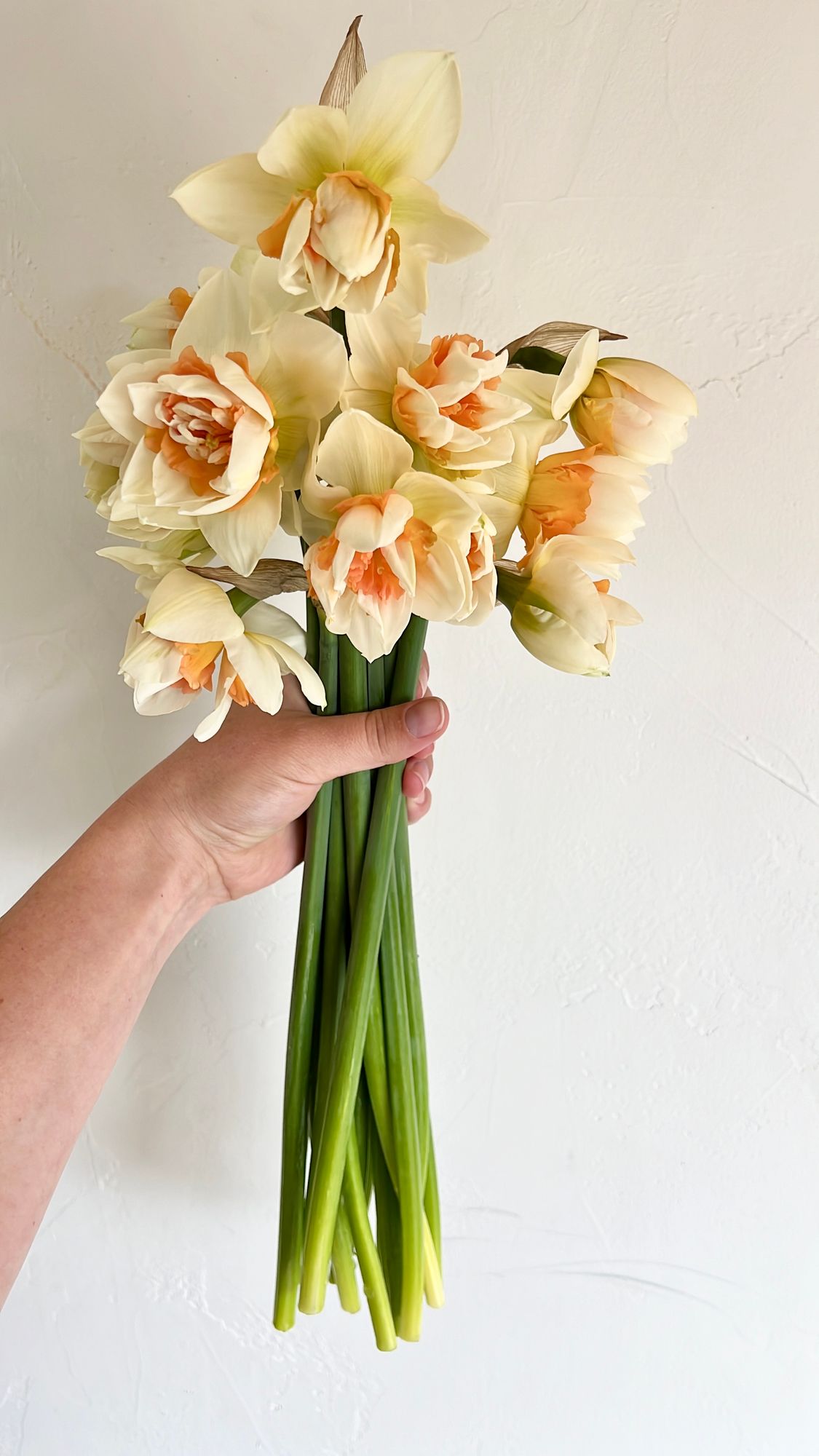 NARCISSUS Replete