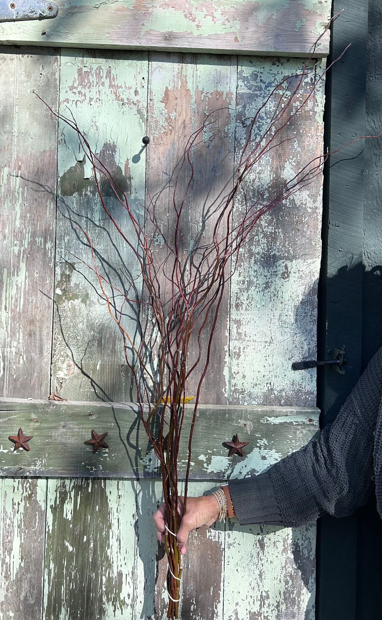 SALIX matsudana var. tortuosa